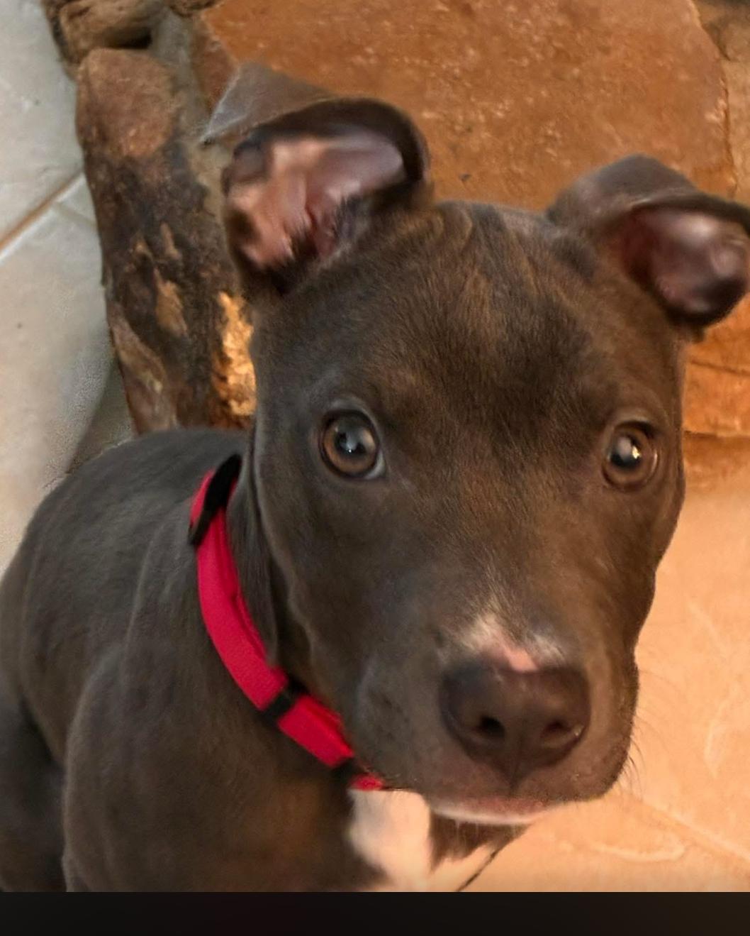 Scooter Bean, a Adoptable mixed breed in Troy, MI image 4/6
