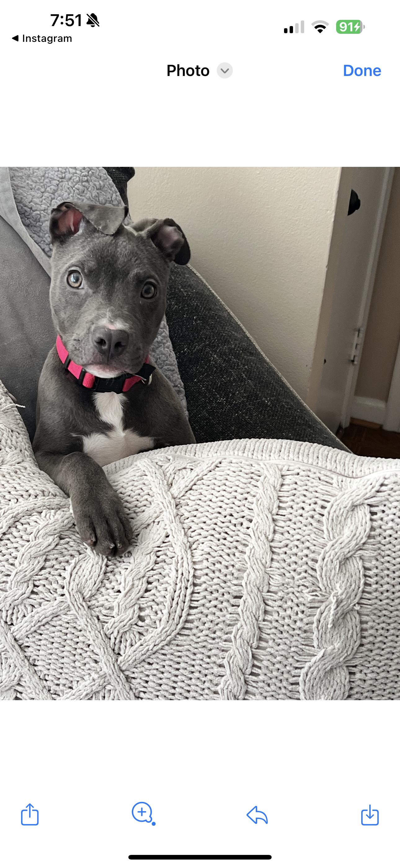 Scooter Bean, a Adoptable mixed breed in Troy, MI image 5/6