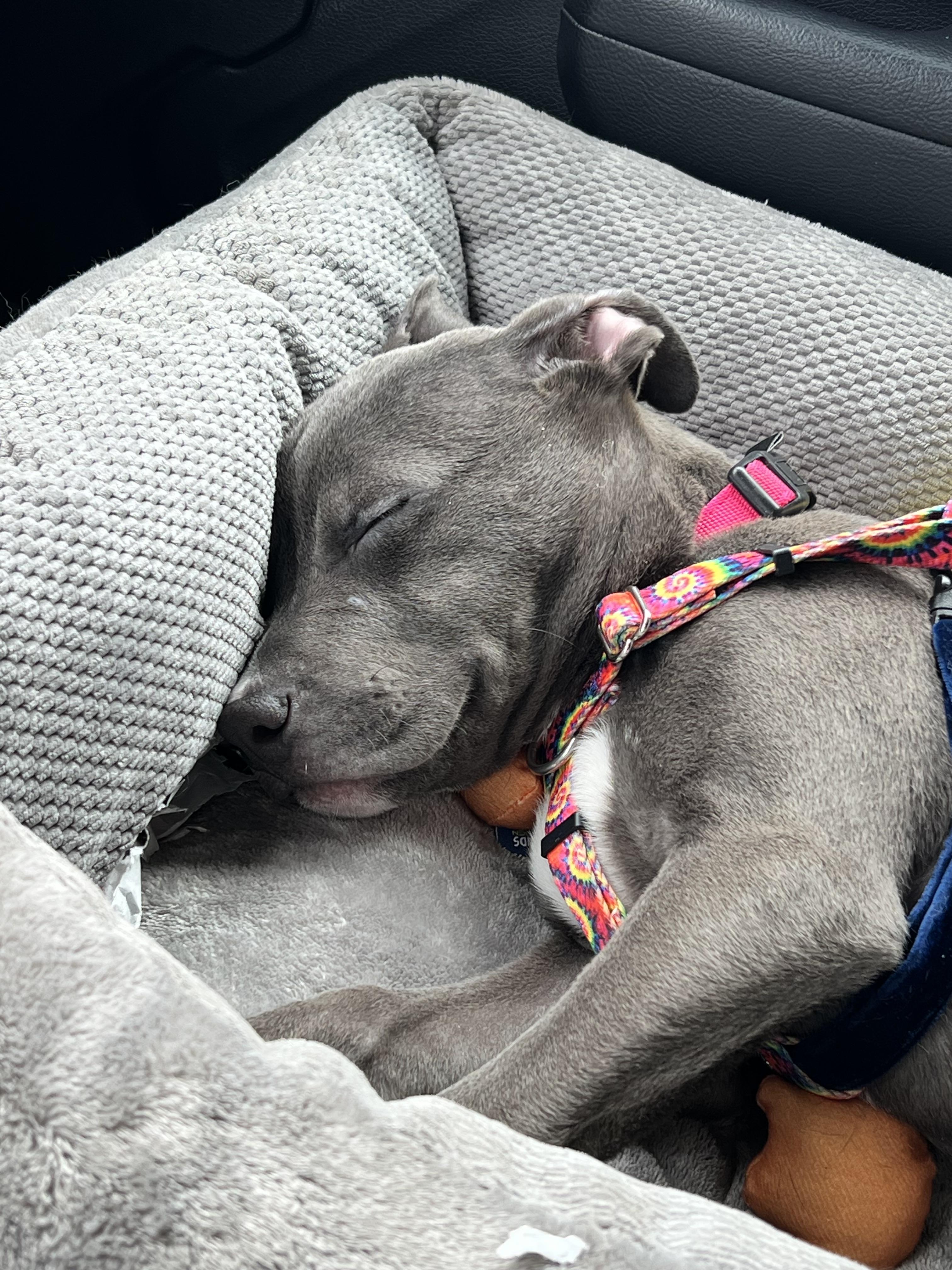Scooter Bean, a Adoptable mixed breed in Troy, MI image 6/6