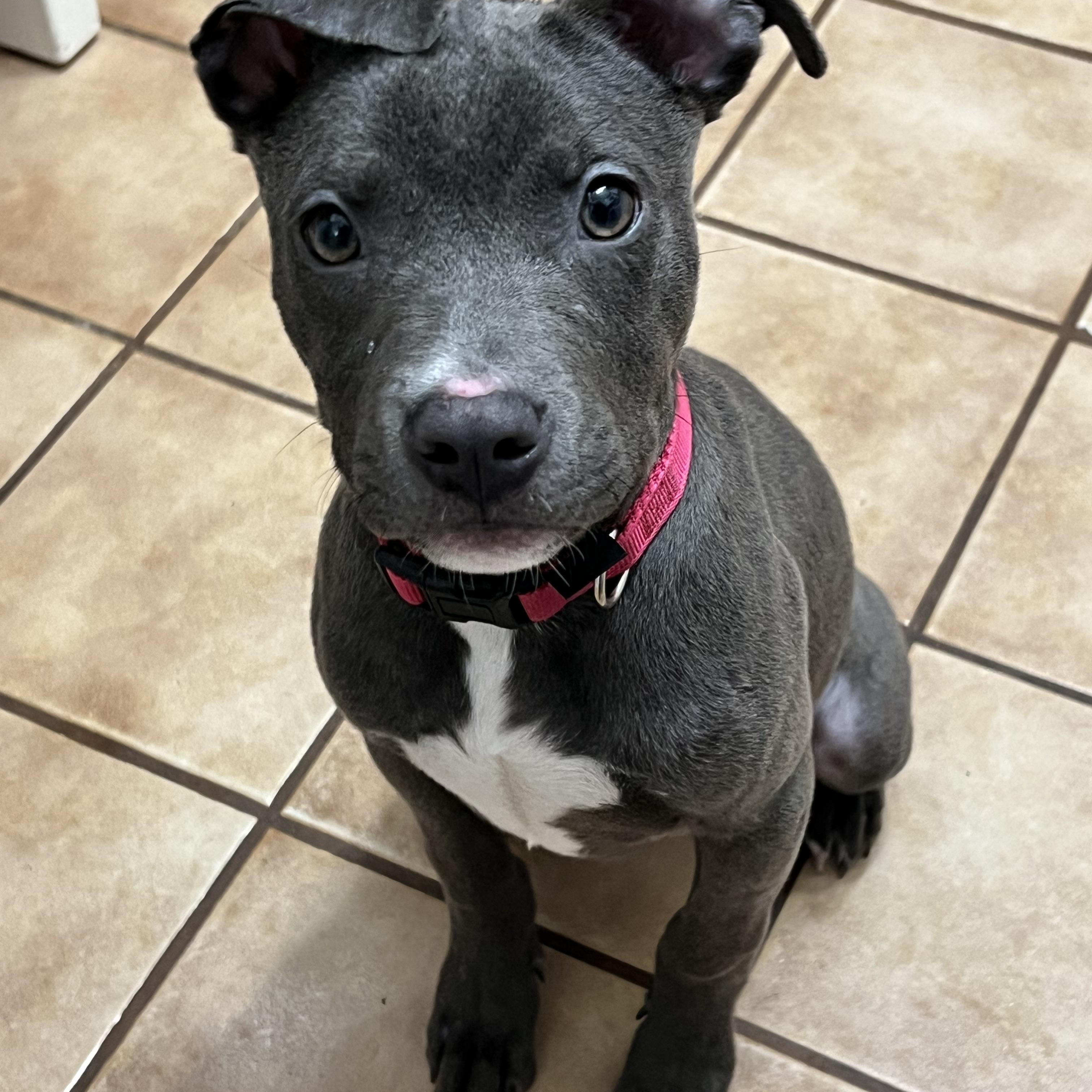 Scooter Bean, Adoptable, Puppy Female Pit Bull Terrier & Italian Greyhound.