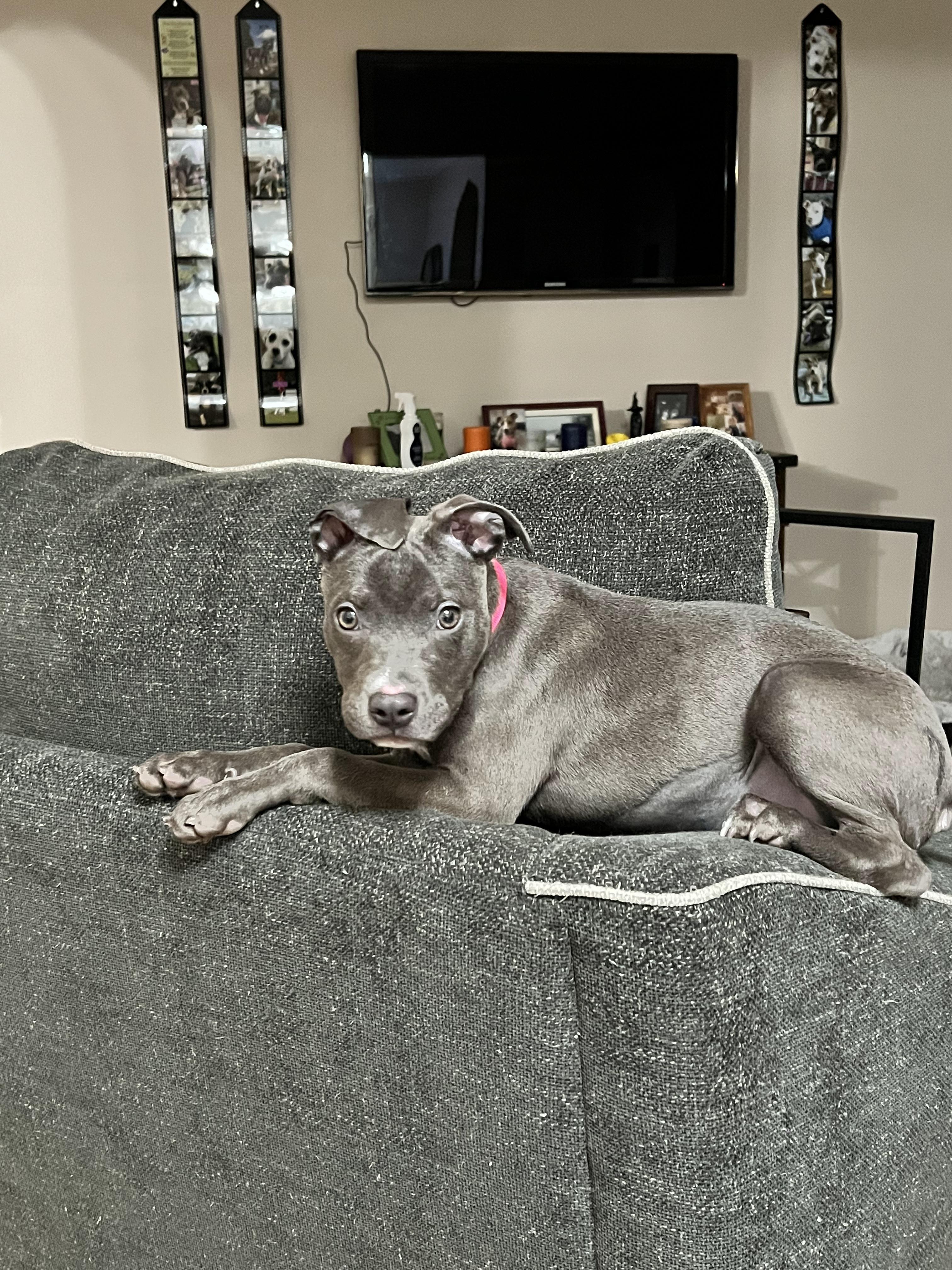 Scooter Bean, a Adoptable mixed breed in Troy, MI image 2/6