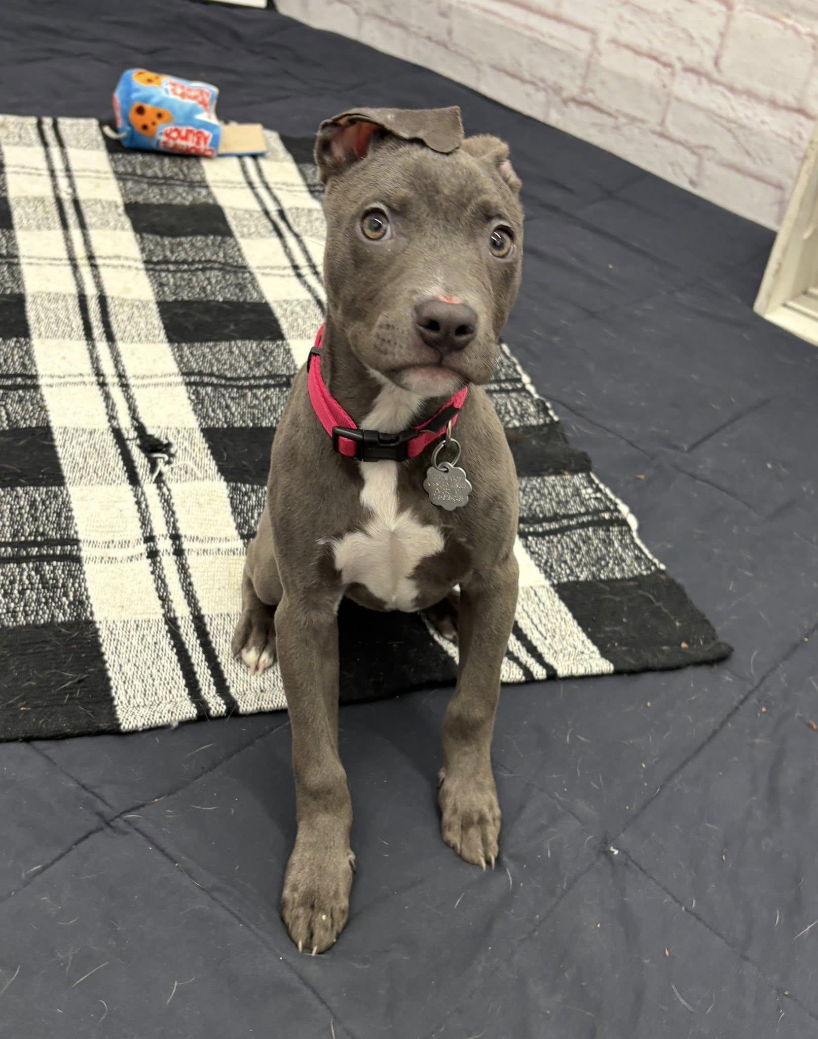 Scooter Bean, a Adoptable mixed breed in Troy, MI image 3/6