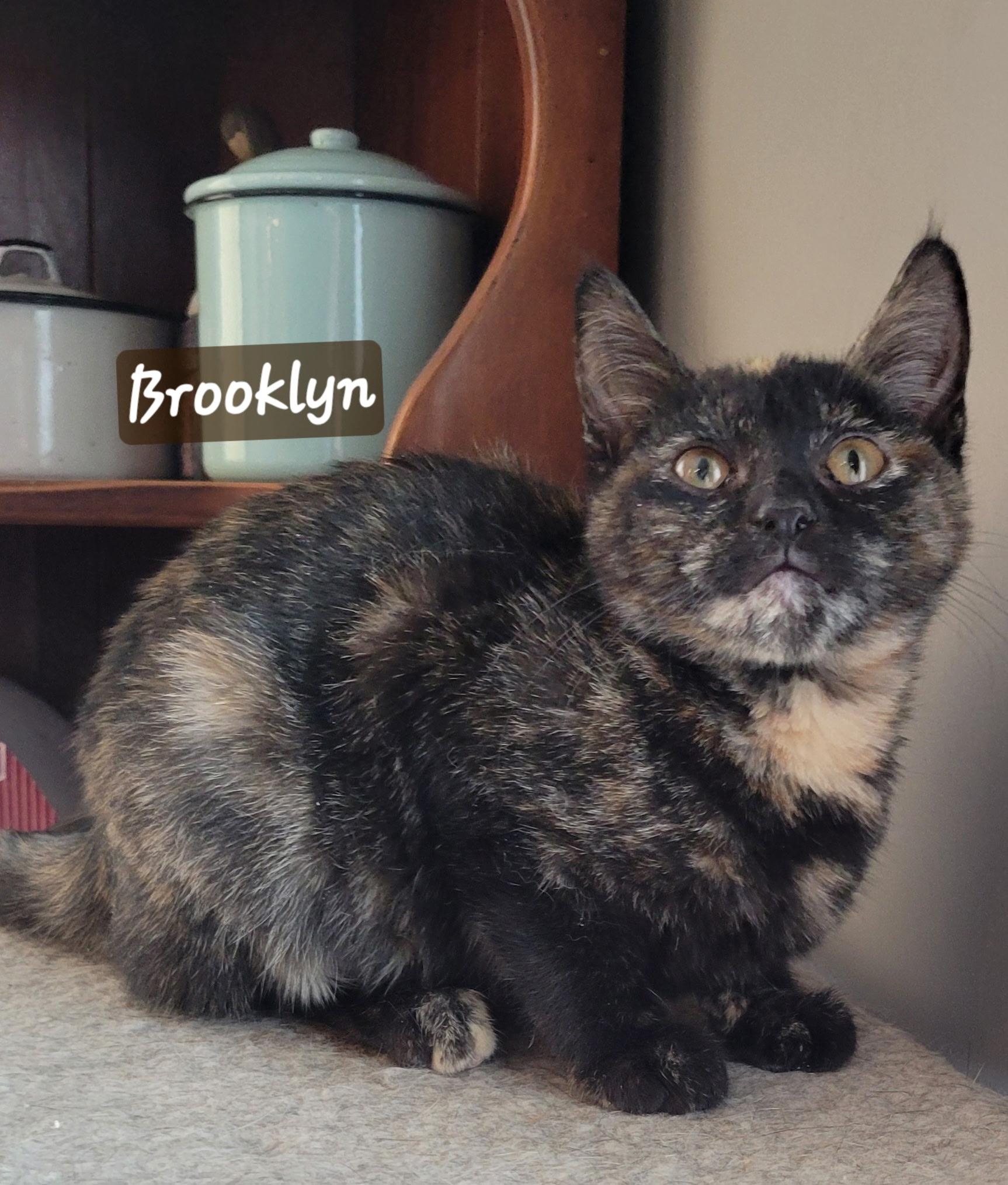 Brooklyn, Adoptable, Young Female Domestic Short Hair.