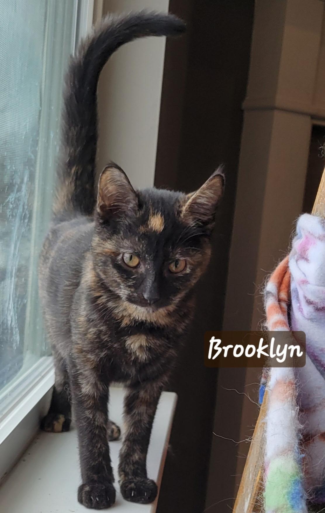 Brooklyn, a Adoptable Domestic Short Hair in Greenwood, IN image 2/2