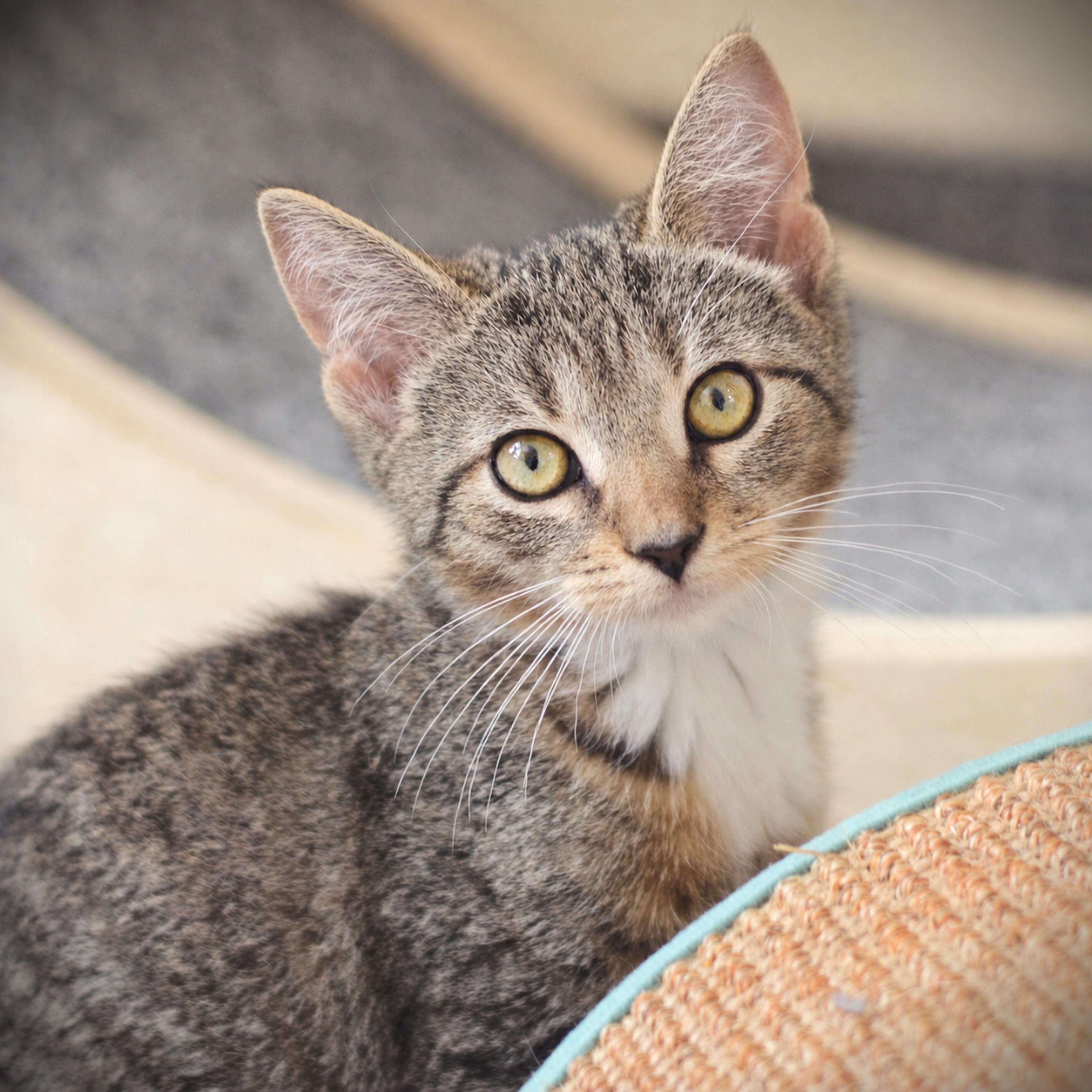 Sonya, adoptable, Kitten Female Domestic Short Hair.
