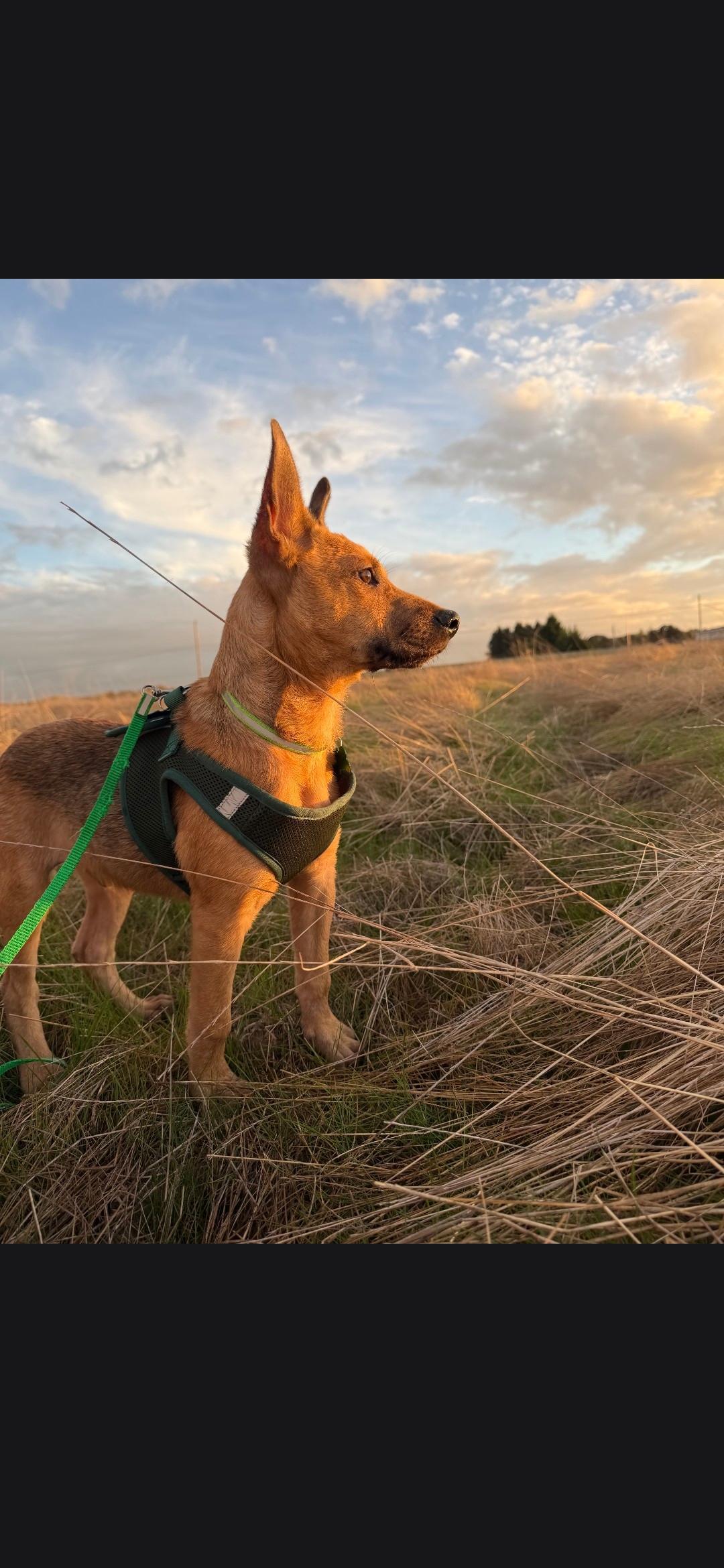 Enlarge Frenchie, a Adoptable mixed breed in Amity, OR image 2/5