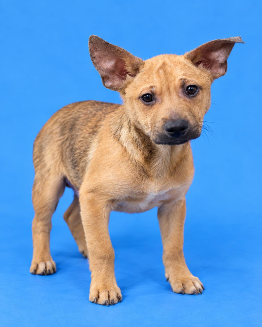 Enlarge Frenchie, a Adoptable mixed breed in Amity, OR image 3/5
