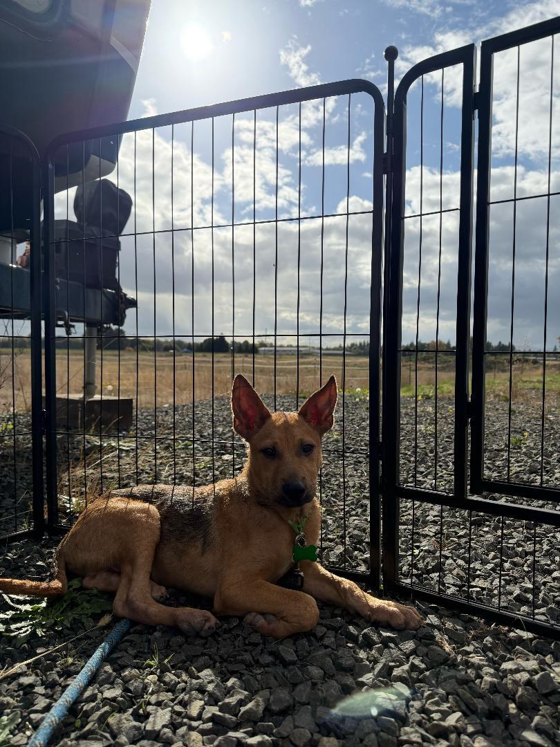 Enlarge Frenchie, a Adoptable mixed breed in Amity, OR image 5/5