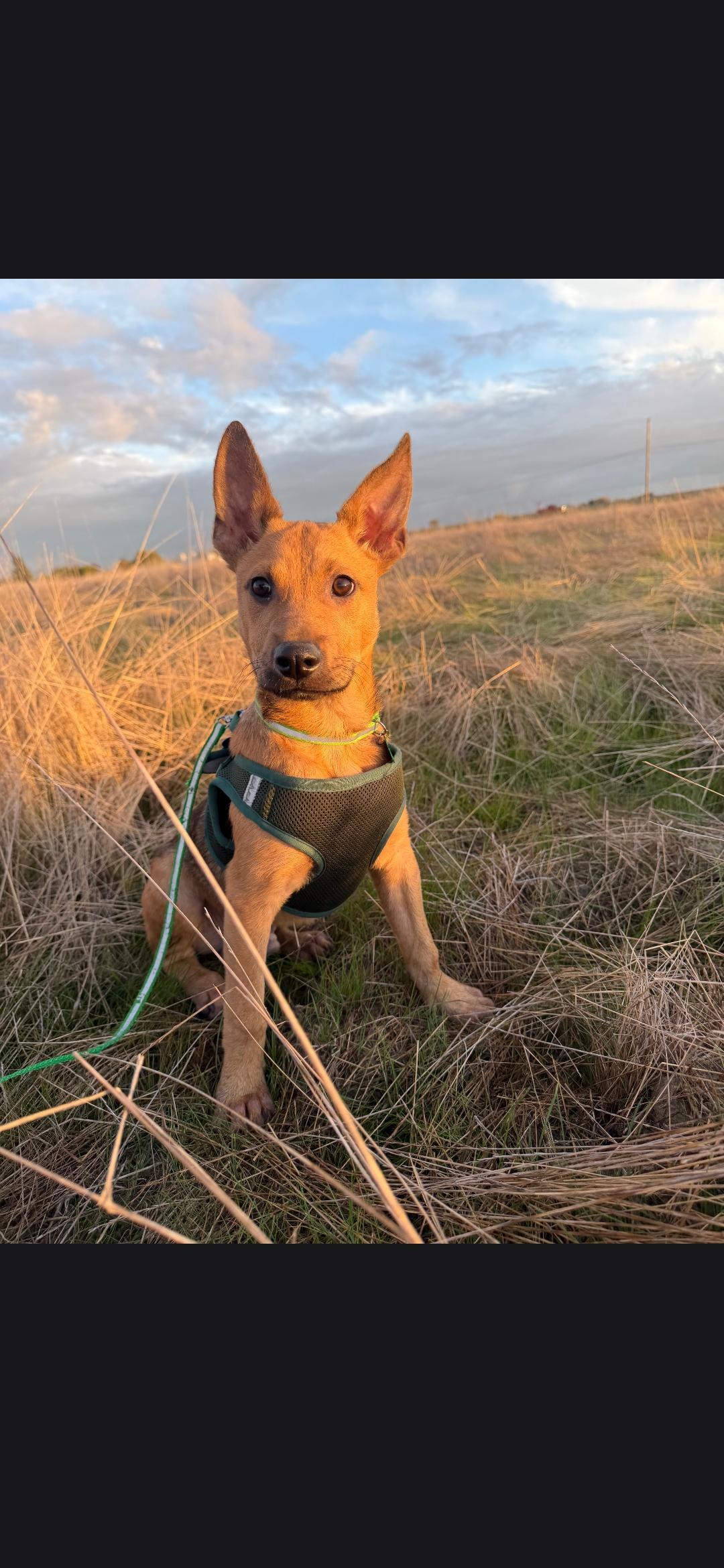 Frenchie, Adoptable, Young Male Belgian Shepherd / Malinois.