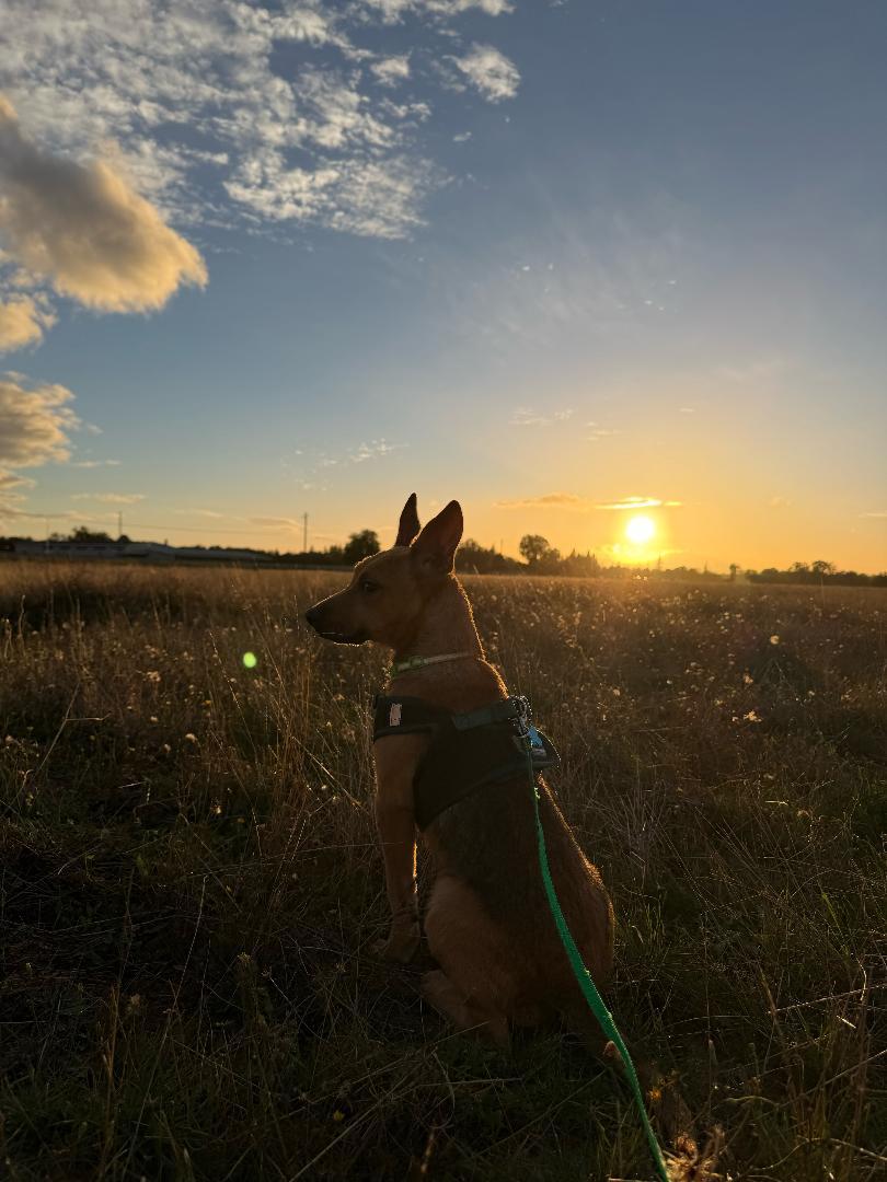 Enlarge Frenchie, a Adoptable mixed breed in Amity, OR image 4/5