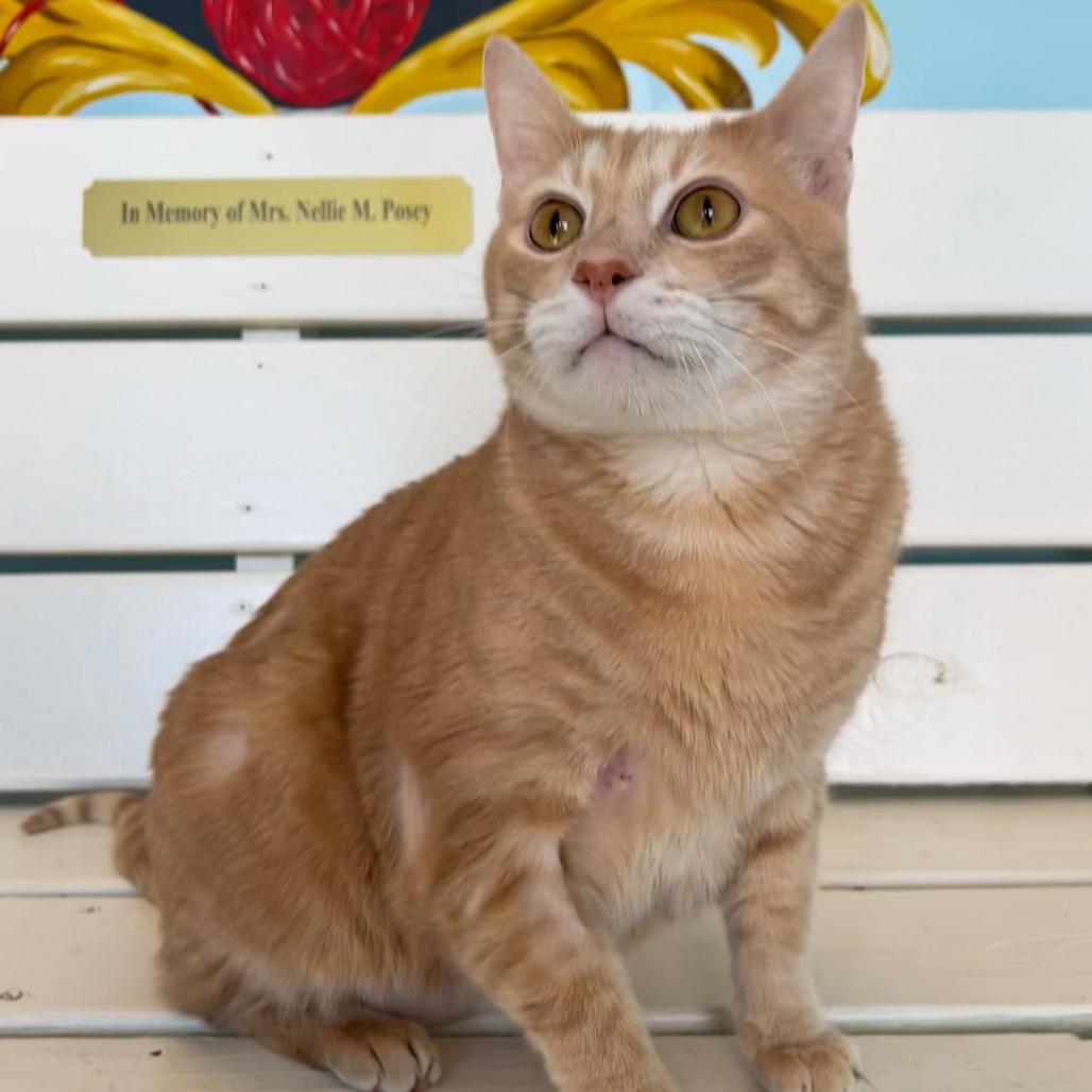 Ducky, Adoptable, Senior Male Domestic Short Hair.