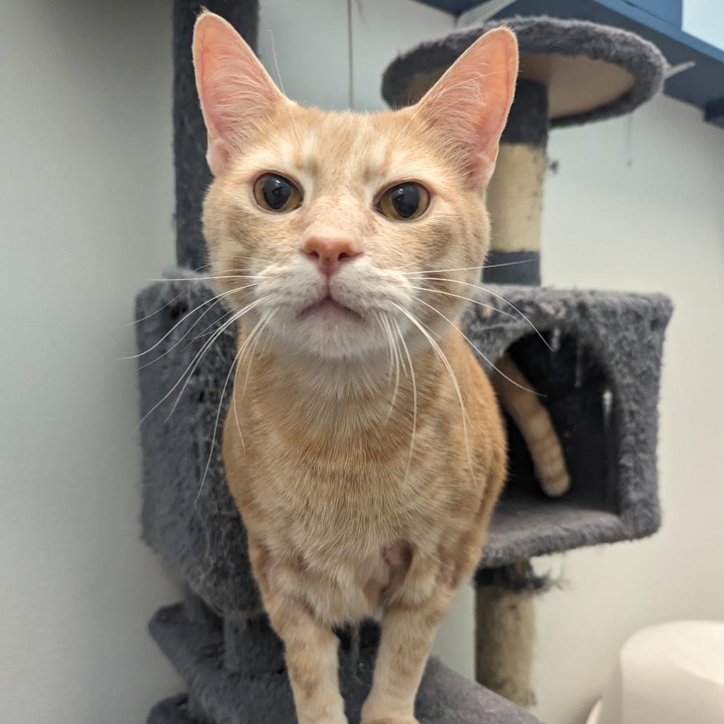 Ducky, a Adoptable mixed breed in Winchester, TN image 2/4