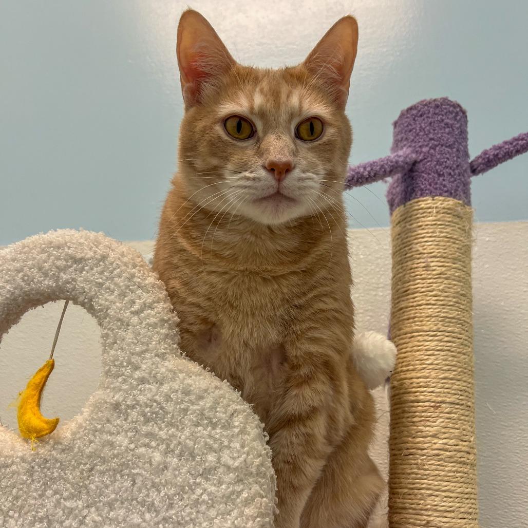 Ducky, a Adoptable mixed breed in Winchester, TN image 4/4