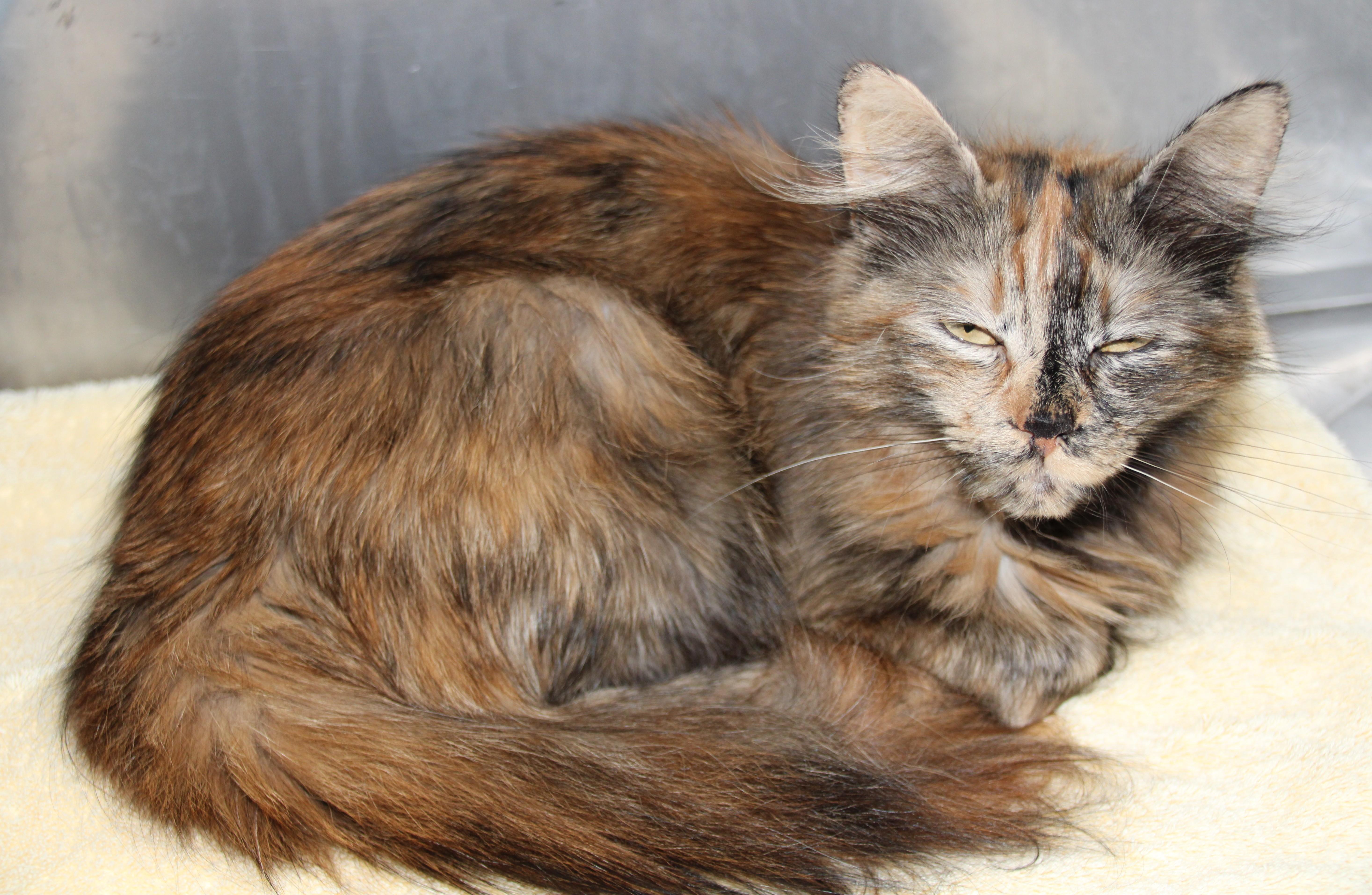 Cinnamon photo 4