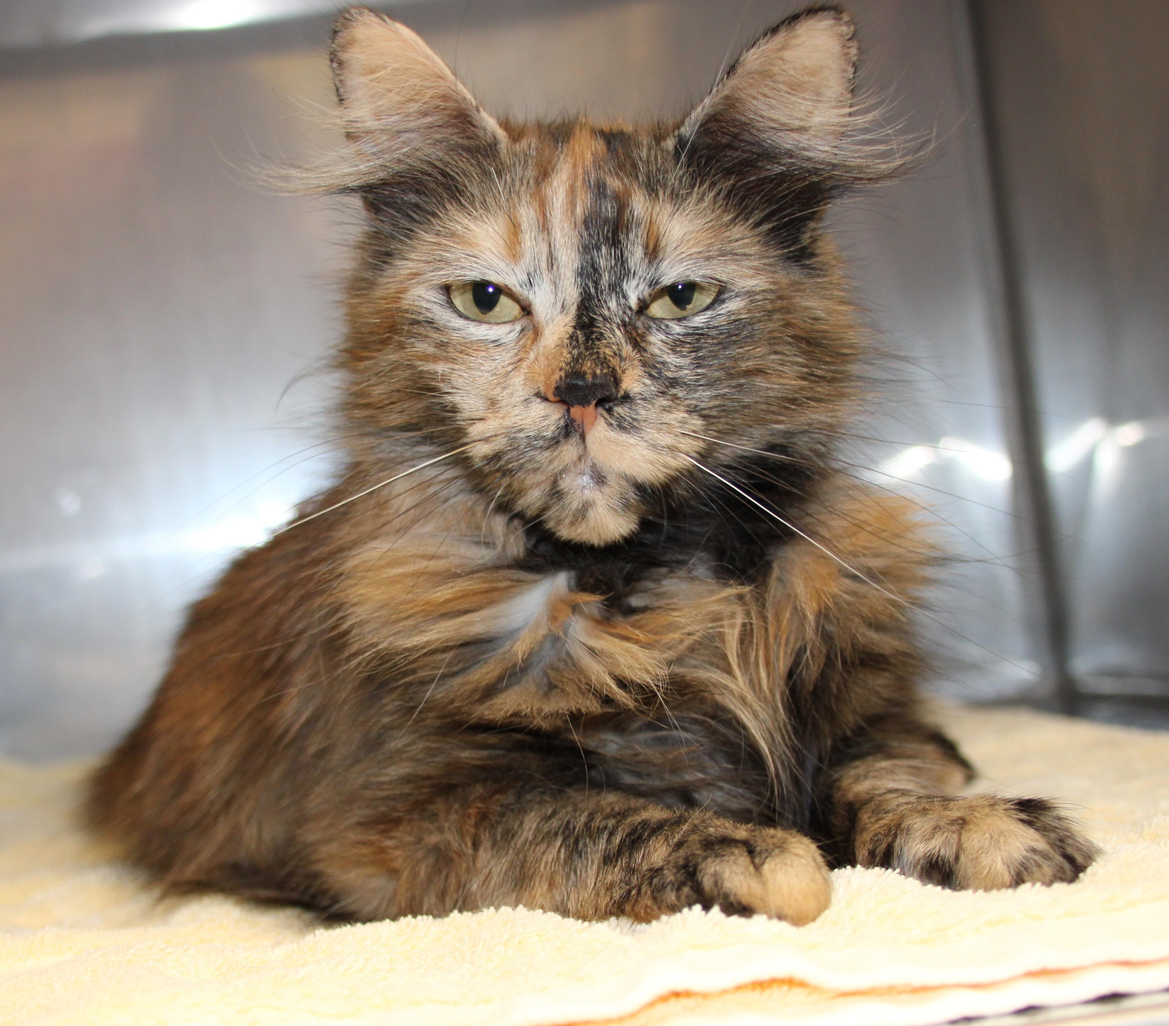 Cinnamon, Adult Female unknown
