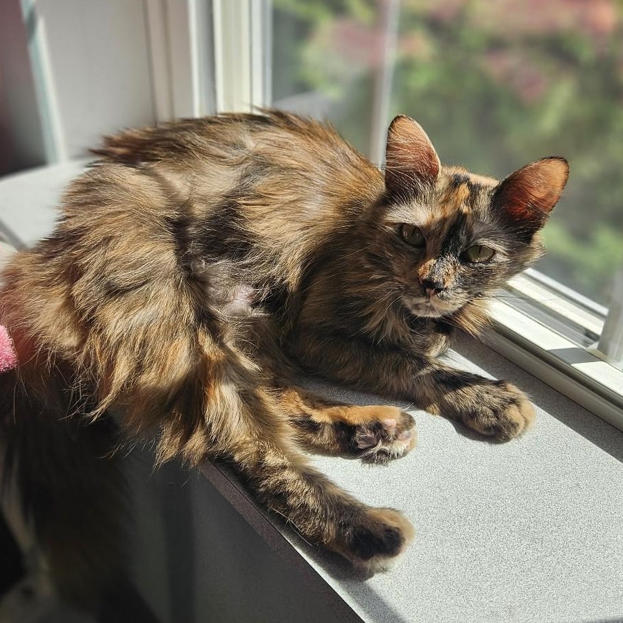 Cinnamon, Adult Female unknown