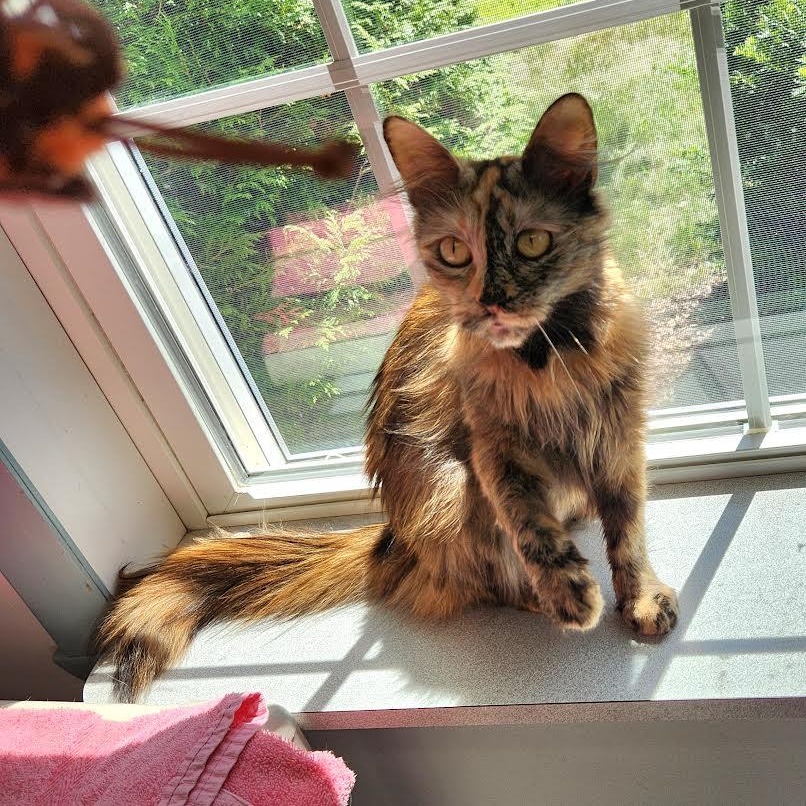 Cinnamon photo 4