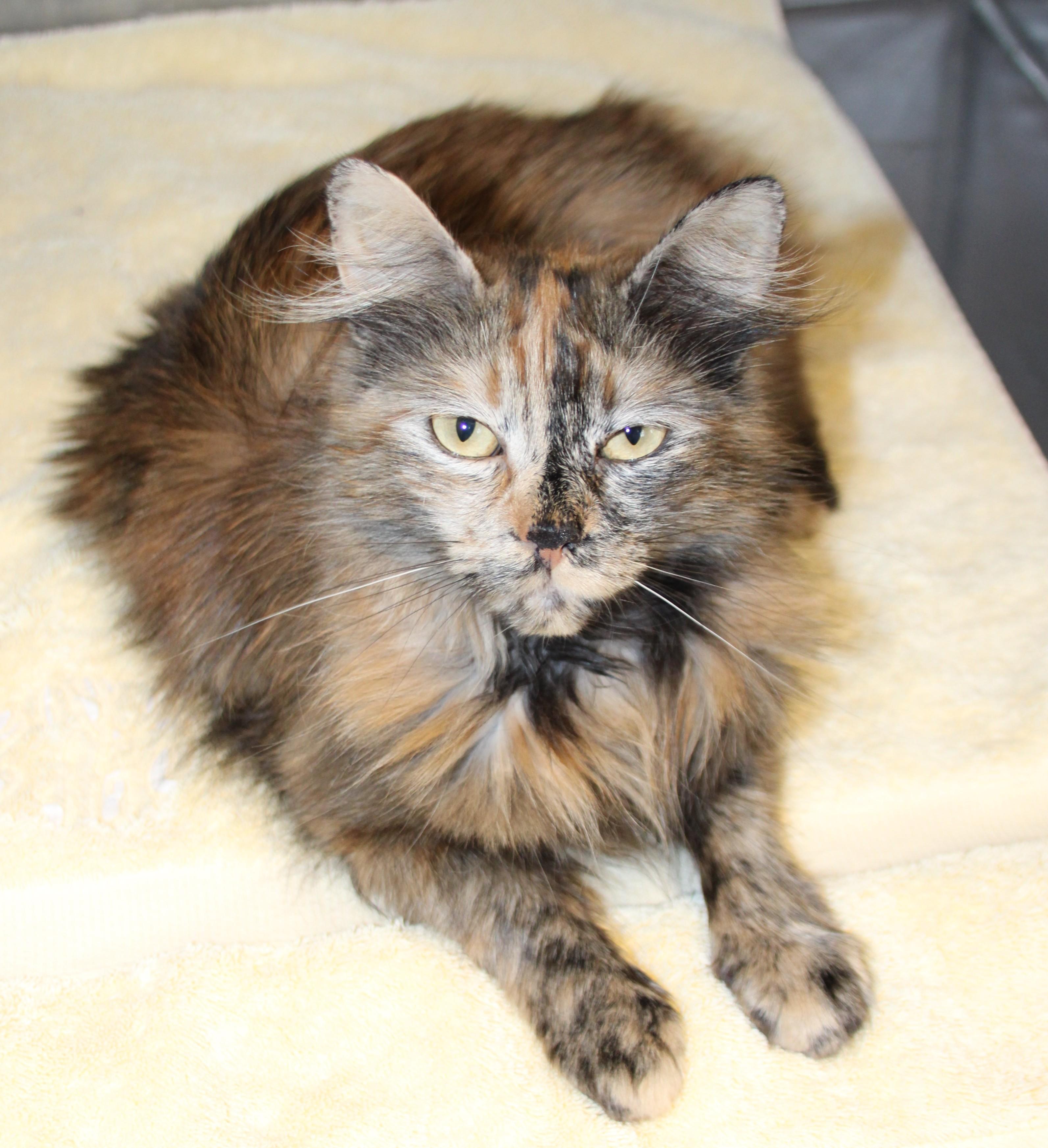 Cinnamon photo 3