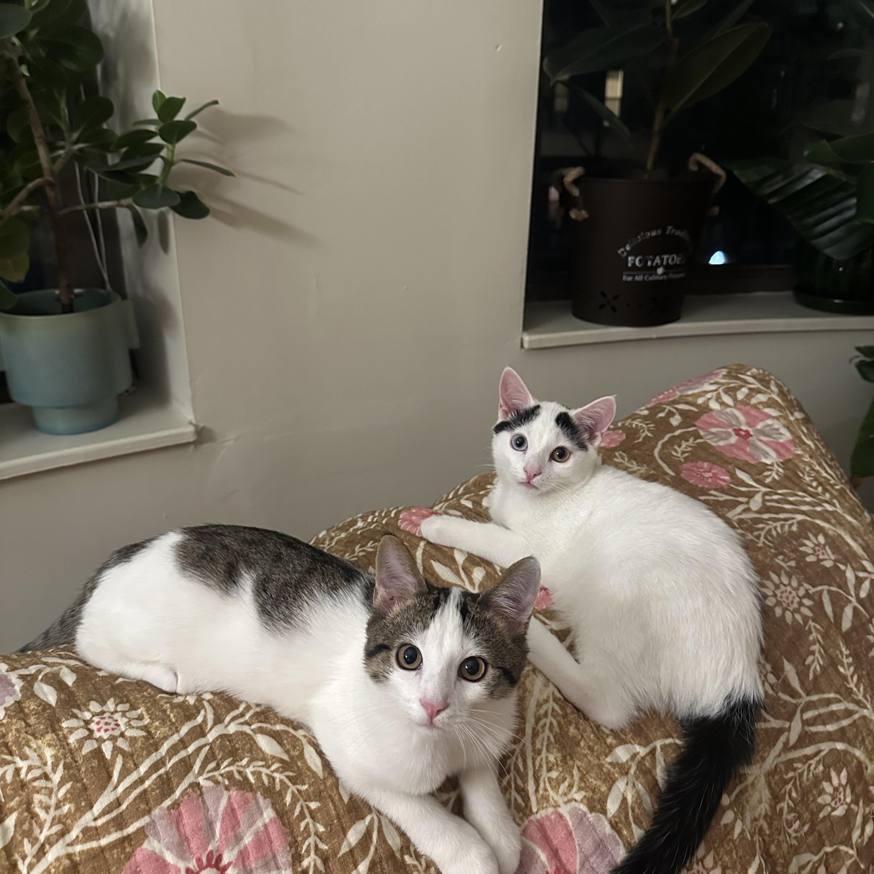 Enlarge Dean - Adopted - Look at our other kitties, a Adoptable mixed breed in Johnston , RI image 2/6