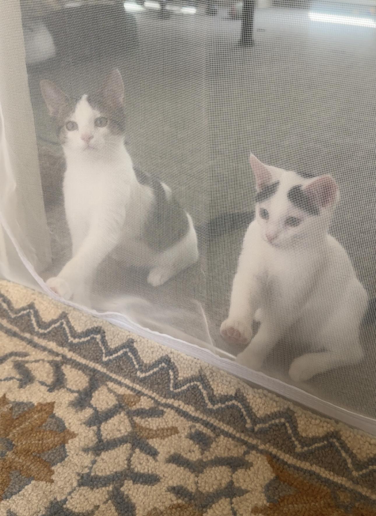 Enlarge Dean - Adopted - Look at our other kitties, a Adoptable mixed breed in Johnston , RI image 3/6