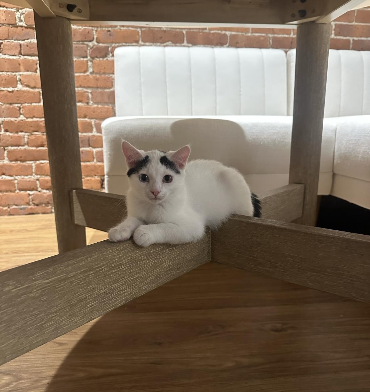 Enlarge Dean - Adopted - Look at our other kitties, a Adoptable mixed breed in Johnston , RI image 4/6