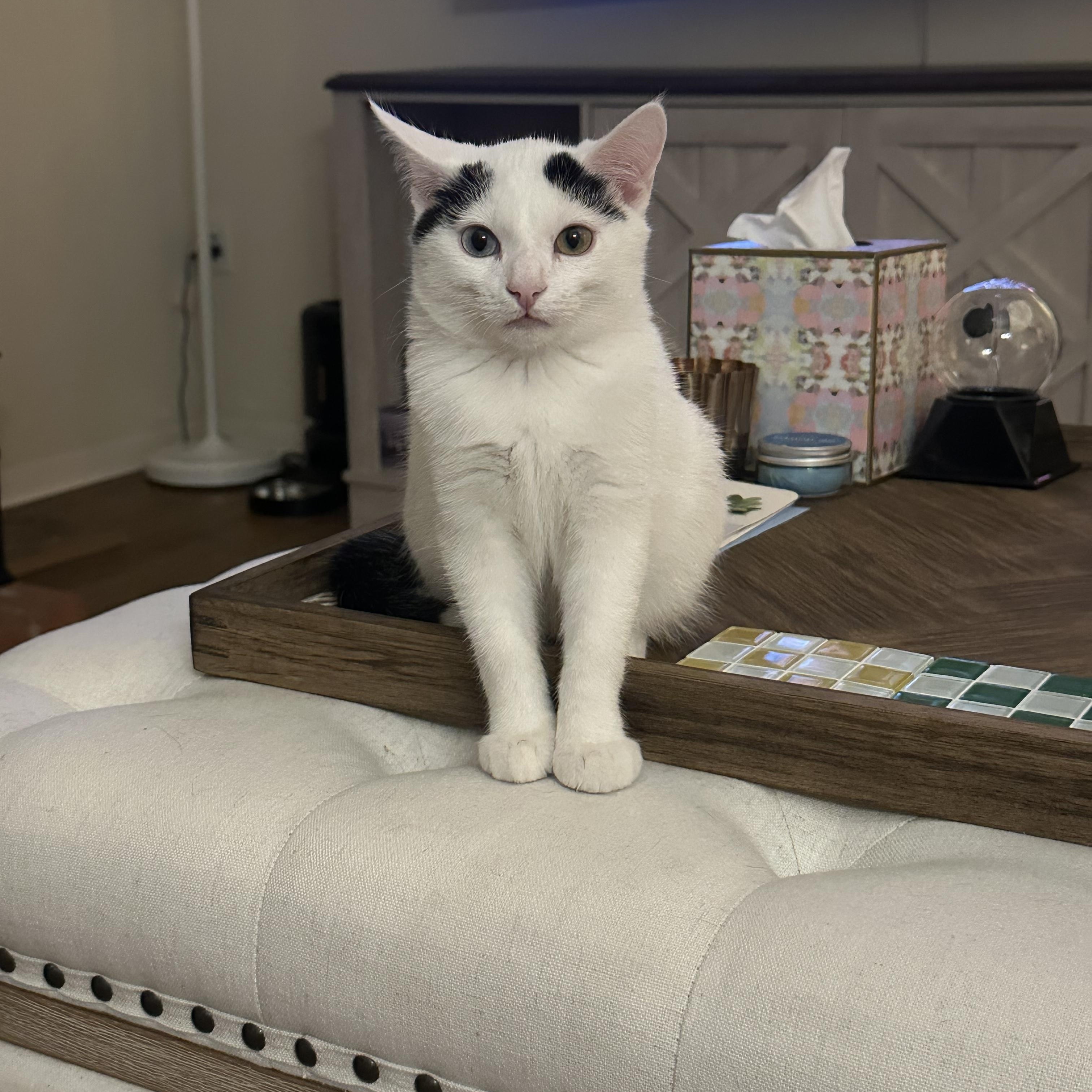 Enlarge Dean - Adopted - Look at our other kitties, a Adoptable mixed breed in Johnston , RI image 5/6