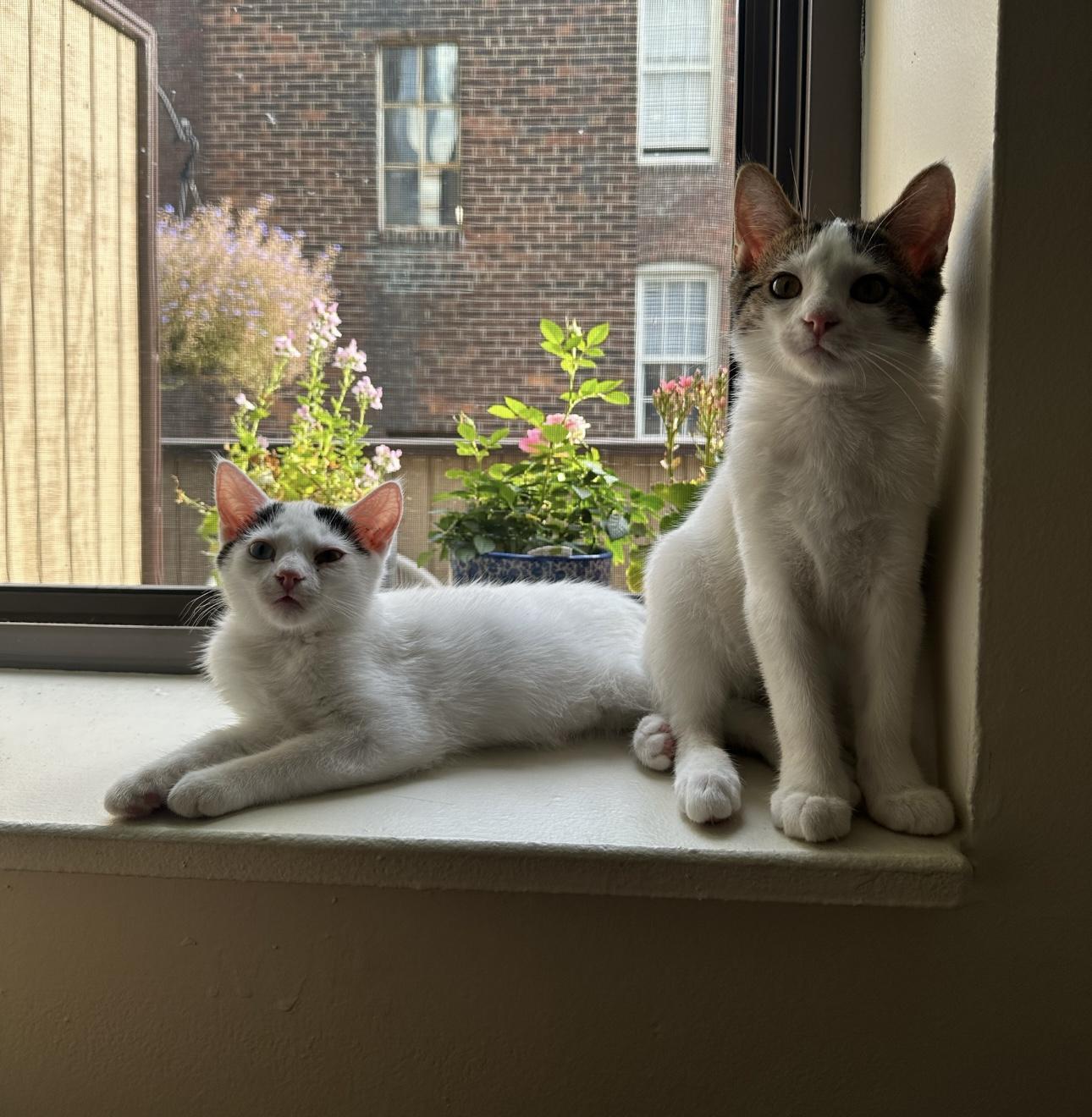 Enlarge Dean - Adopted - Look at our other kitties, a Adoptable mixed breed in Johnston , RI image 6/6