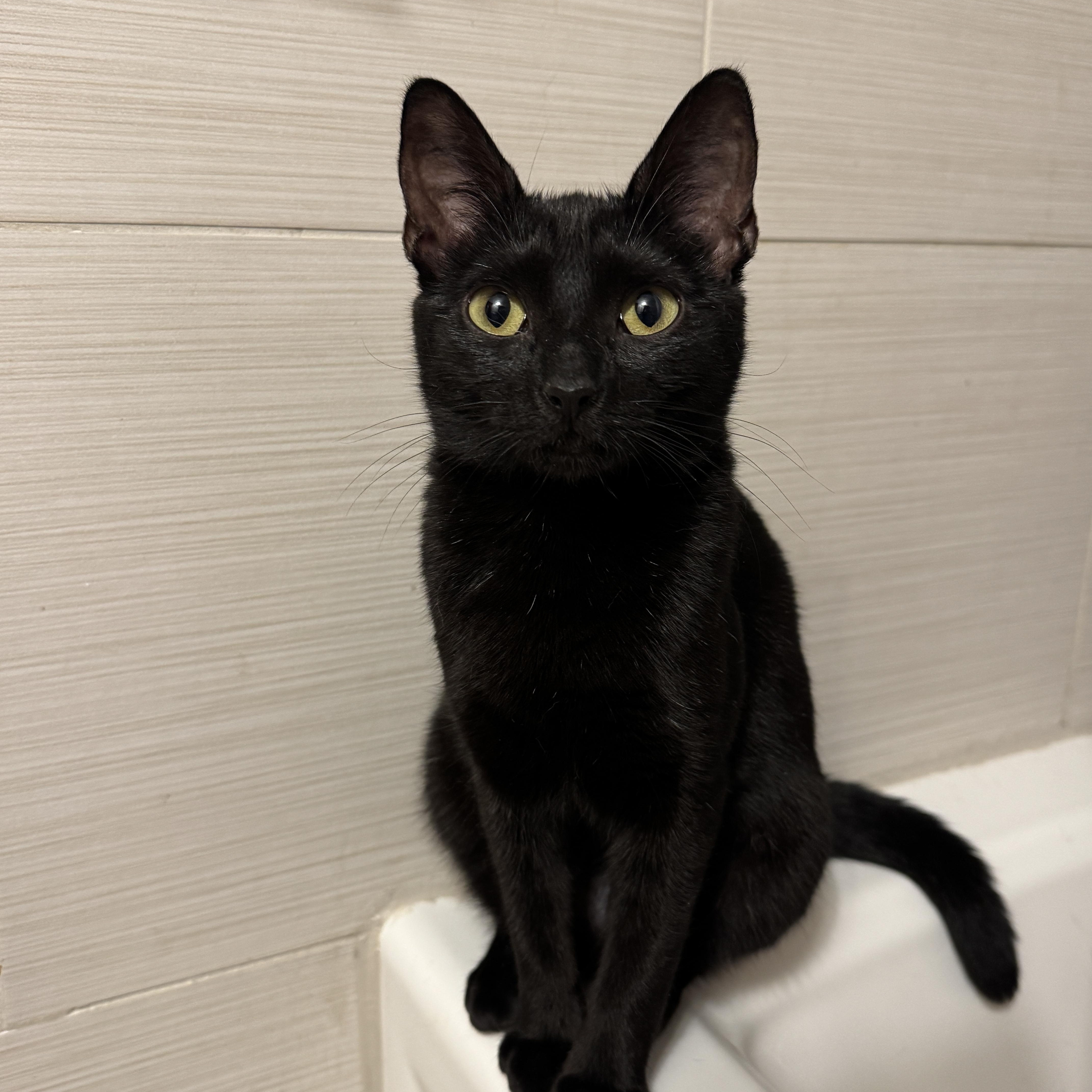Inky, Young Female Domestic Short Hair