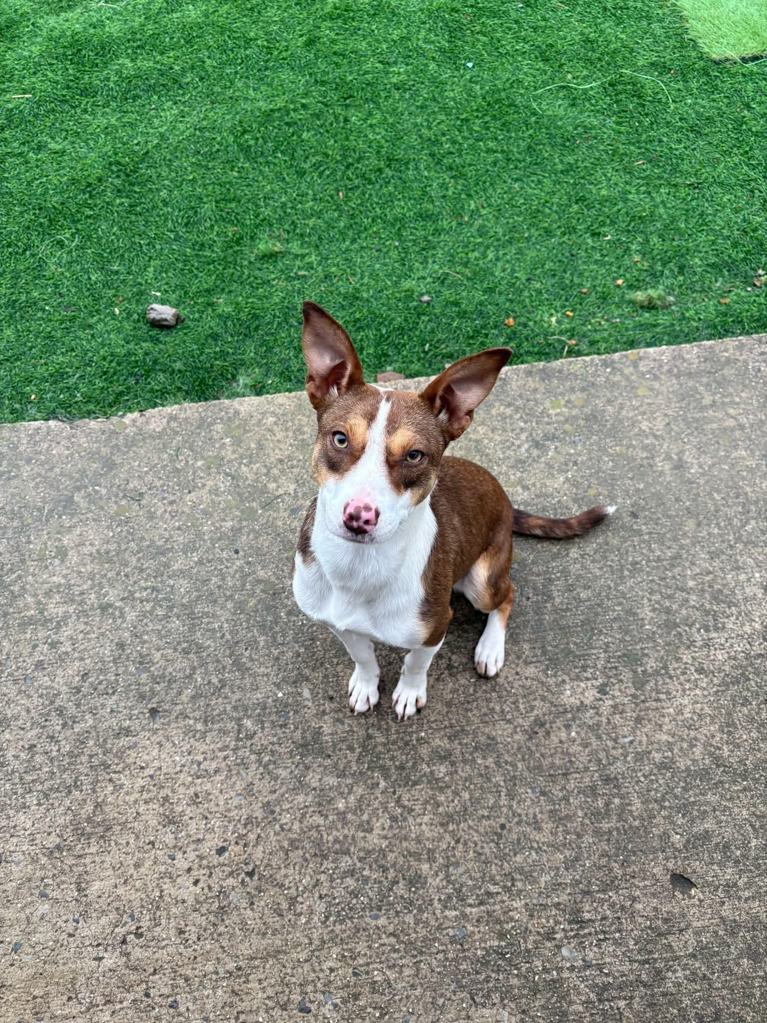 Hottie, ADOPTABLE, Young Female Hound.