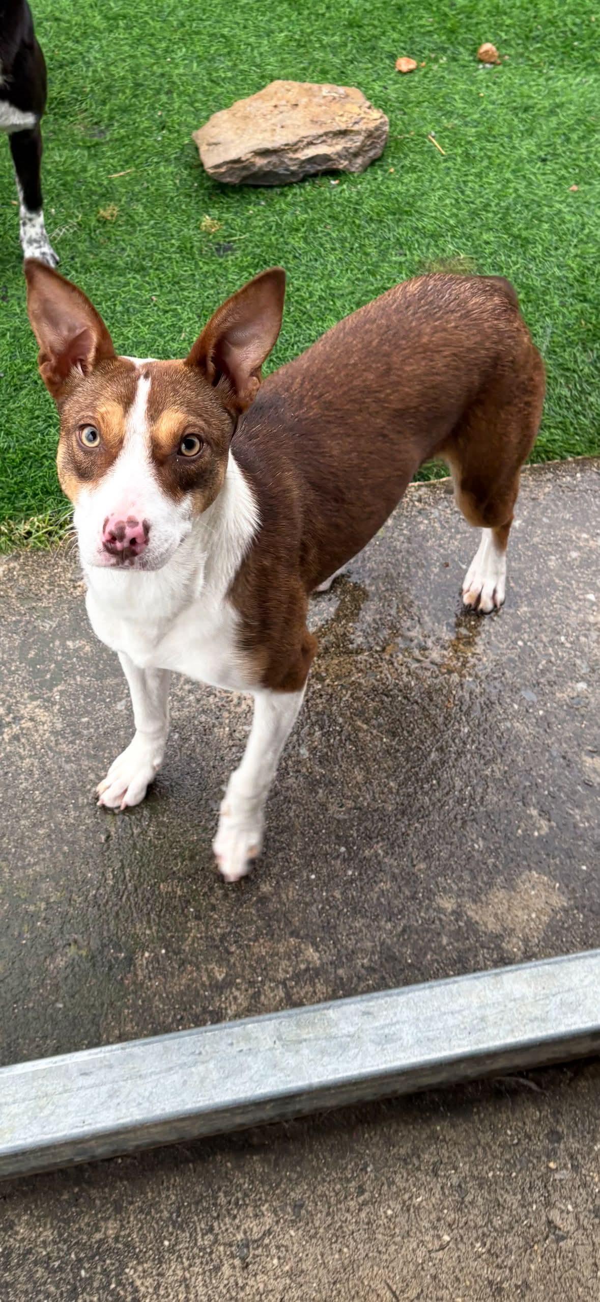 Enlarge Hottie, a other Hound in Shelbyville, TN image 2/2