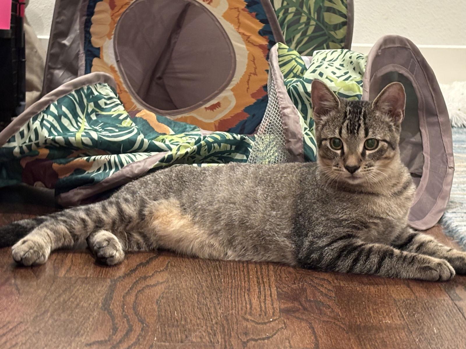 Astro, a Adoptable Abyssinian in Garland, TX image 1/3