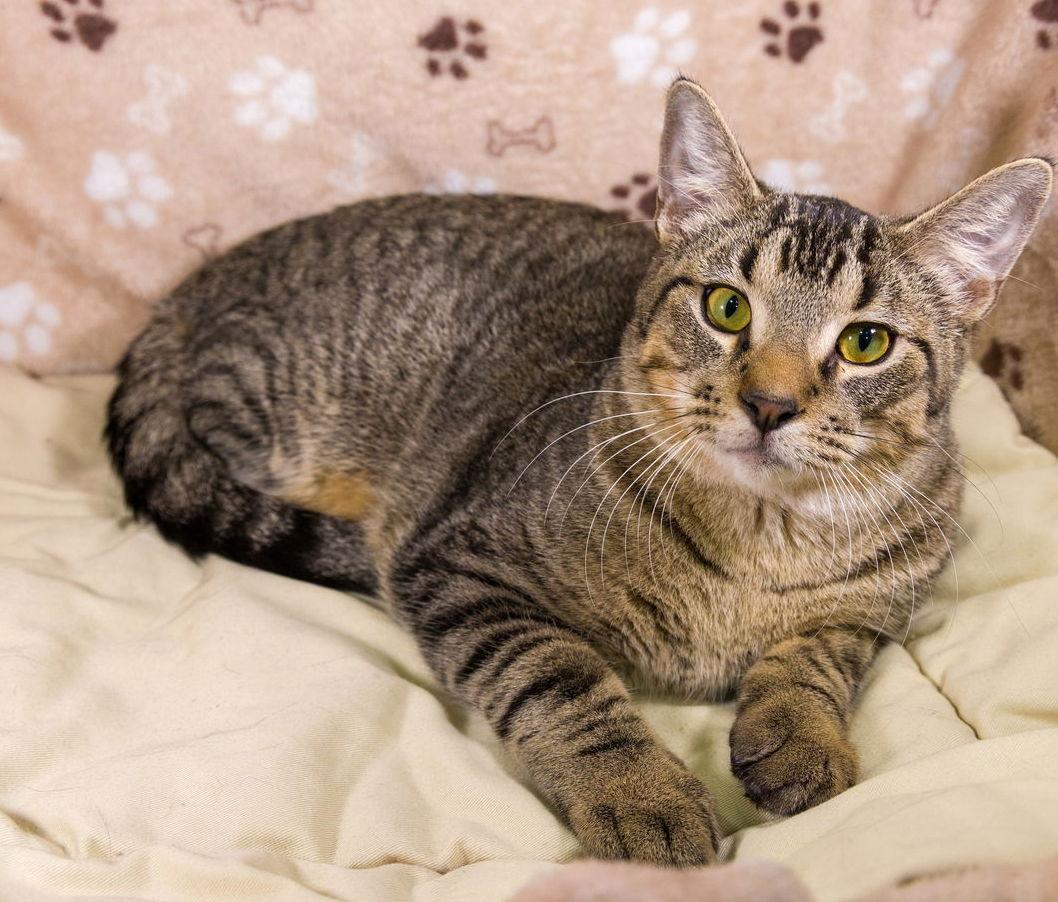 Astro, a Adoptable Abyssinian in Garland, TX image 2/3