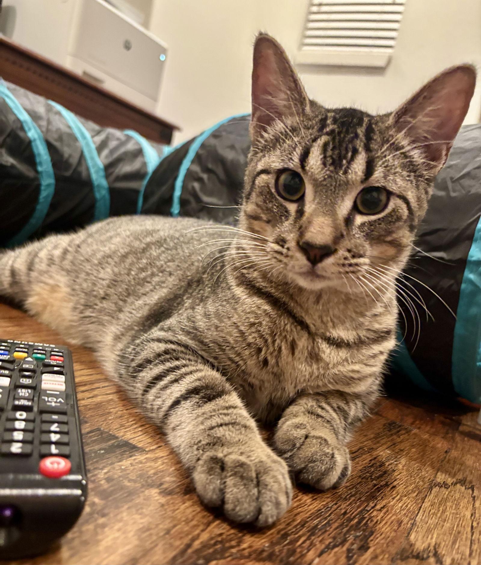 Astro, a Adoptable Abyssinian in Garland, TX image 3/3