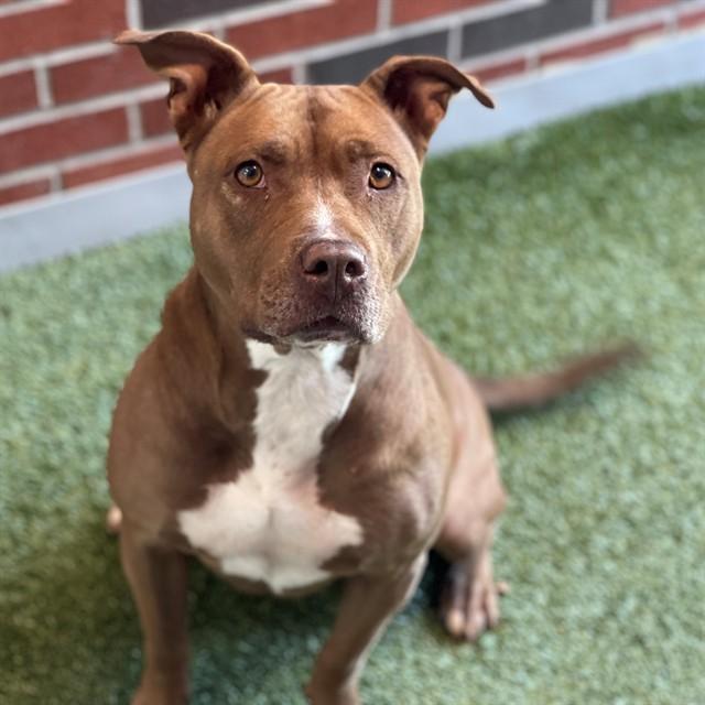 CHARM, Adoptable, Adult Female Pit Bull Terrier.