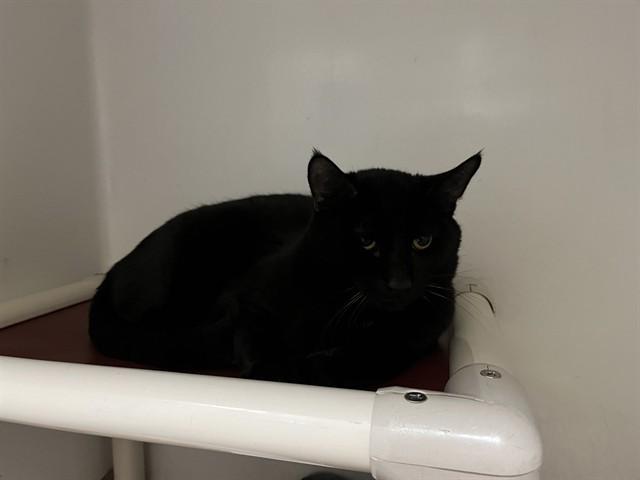 INCHWORM, Adoptable, Young Male Domestic Short Hair.