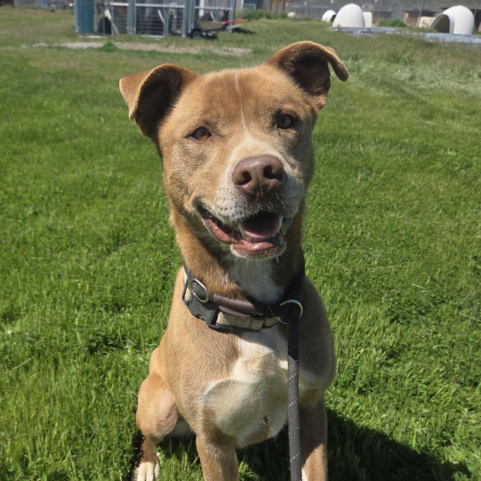 Monty, a Adoptable mixed breed in Yreka, CA image 1/6