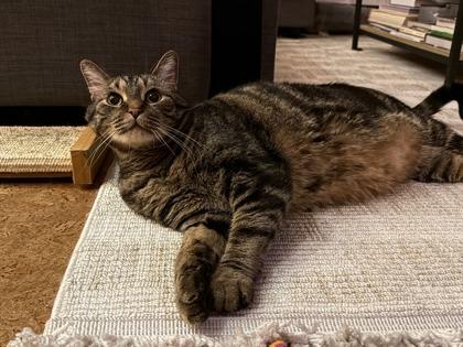 Sherbet, Adoptable, Adult Male Domestic Short Hair & Domestic Short Hair.