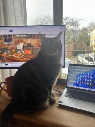 Enlarge Sherbet, a Adoptable mixed breed in Seattle, WA image 2/3