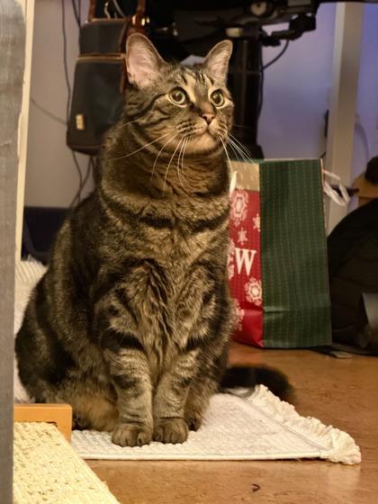 Enlarge Sherbet, a Adoptable mixed breed in Seattle, WA image 1/2