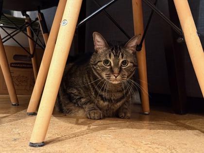 Enlarge Sherbet, a Adoptable mixed breed in Seattle, WA image 2/2