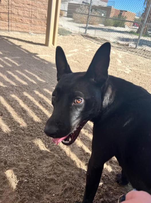 Matilda, Adoptable, Young Female Shepherd.