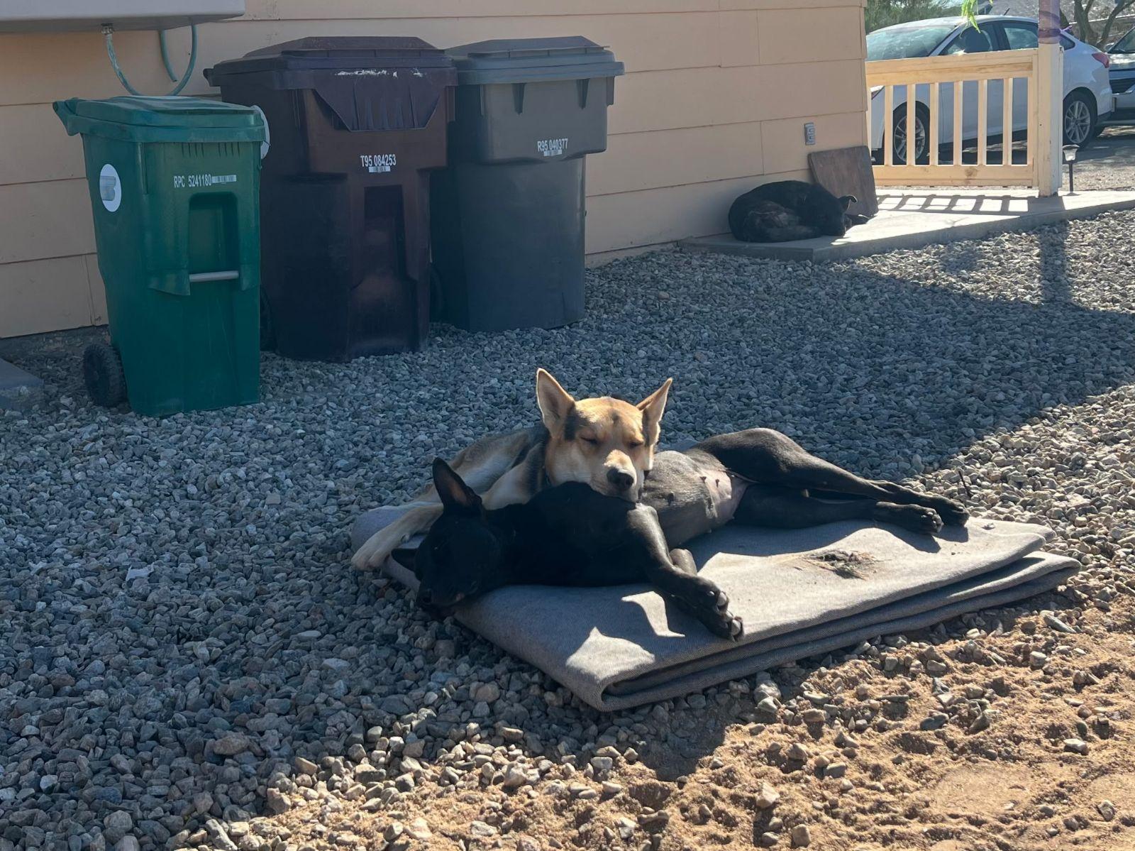 Enlarge Matilda, a Adoptable mixed breed in Joshua Tree, CA image 2/3