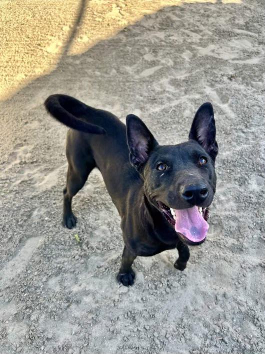 Enlarge Matilda, a Adoptable mixed breed in Joshua Tree, CA image 3/3