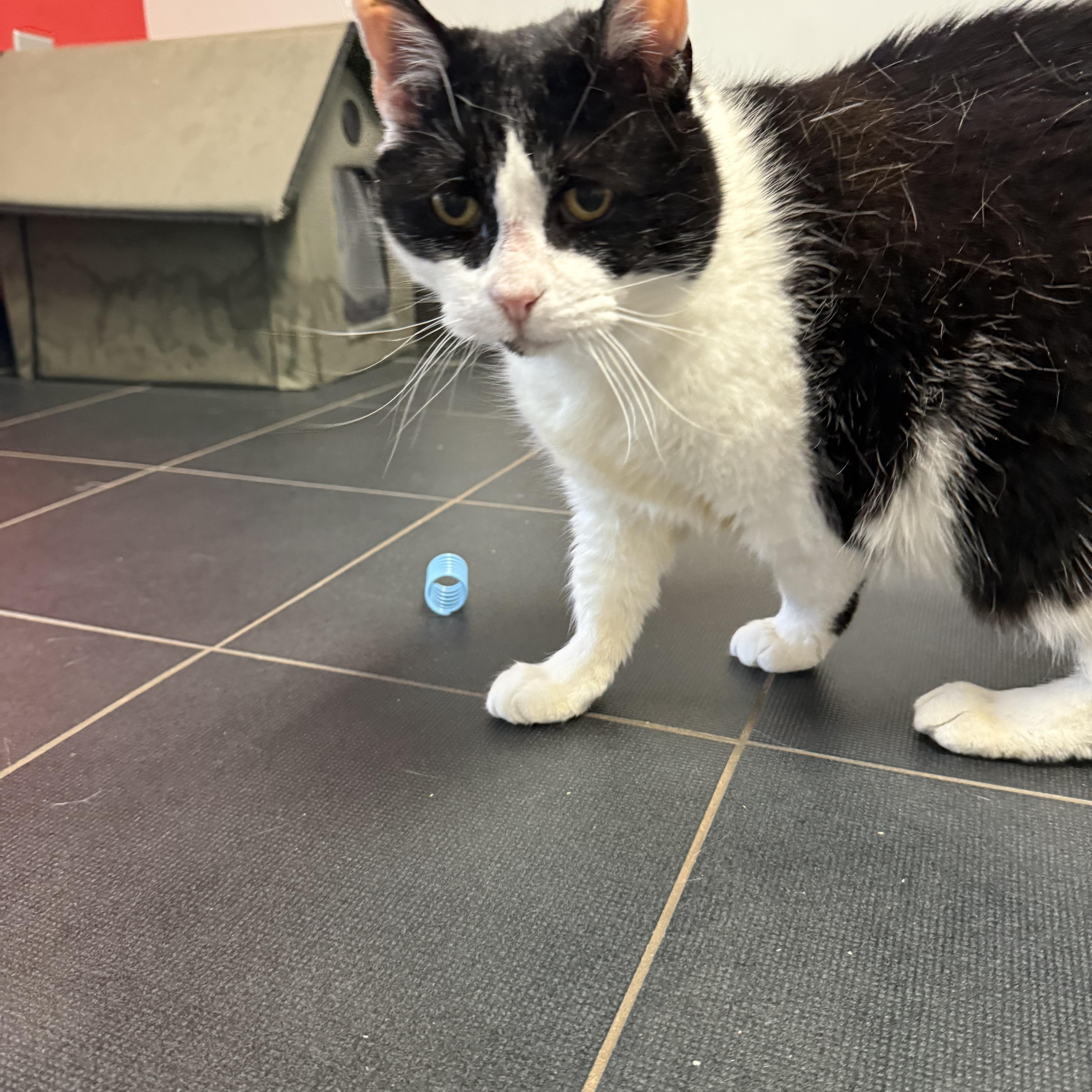 Pepper, a ADOPTABLE Domestic Short Hair in North Haven, CT image 3/5