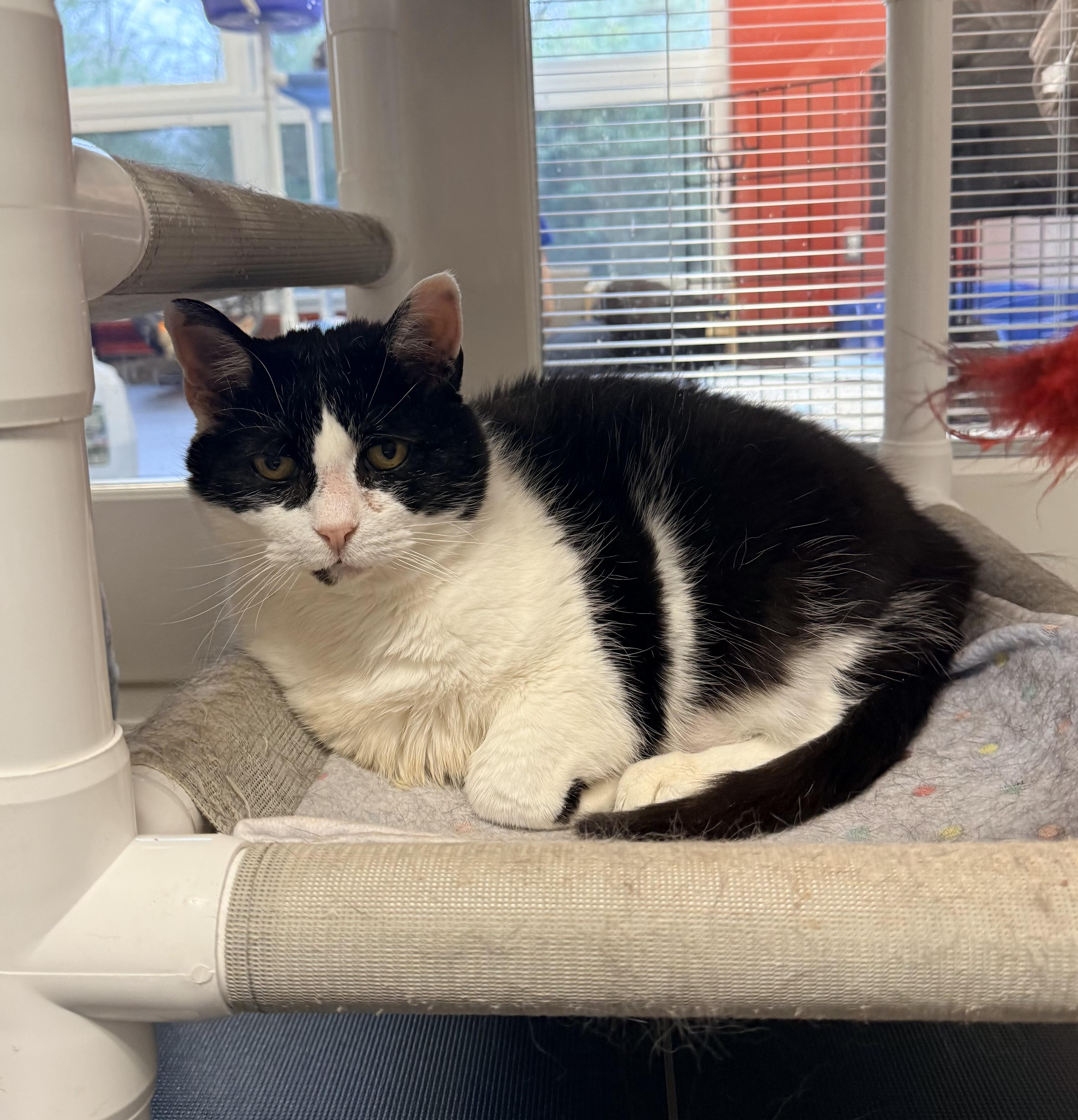 Pepper, a ADOPTABLE Domestic Short Hair in North Haven, CT image 2/5