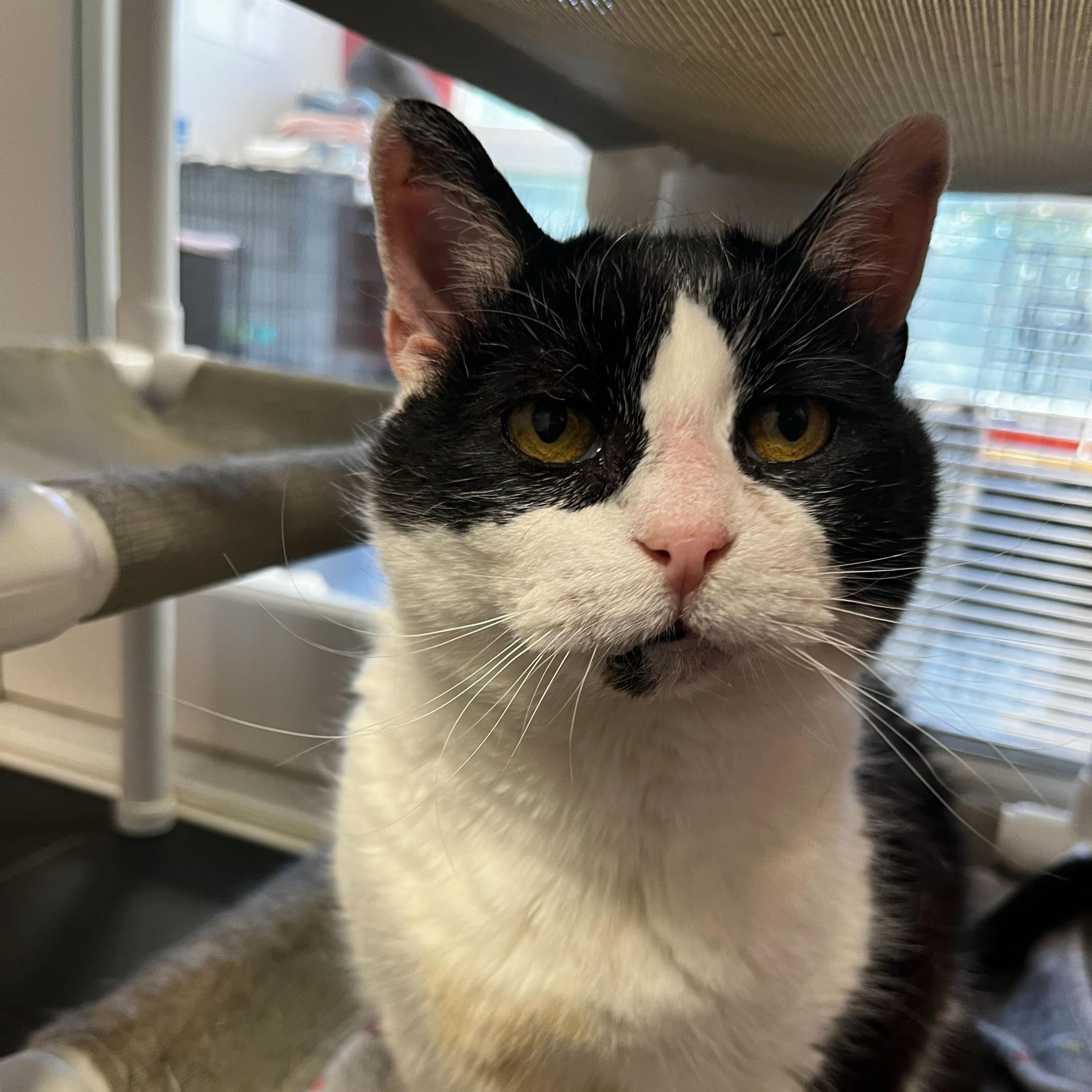 Pepper, ADOPTABLE, Adult Female Domestic Short Hair.