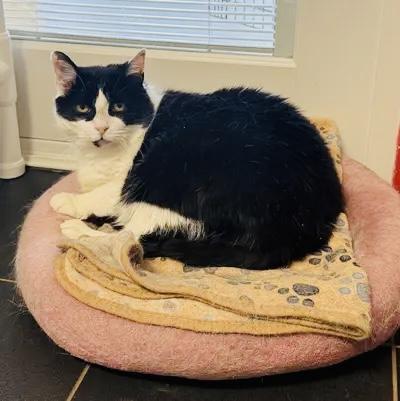 Pepper, a ADOPTABLE Domestic Short Hair in North Haven, CT image 4/5