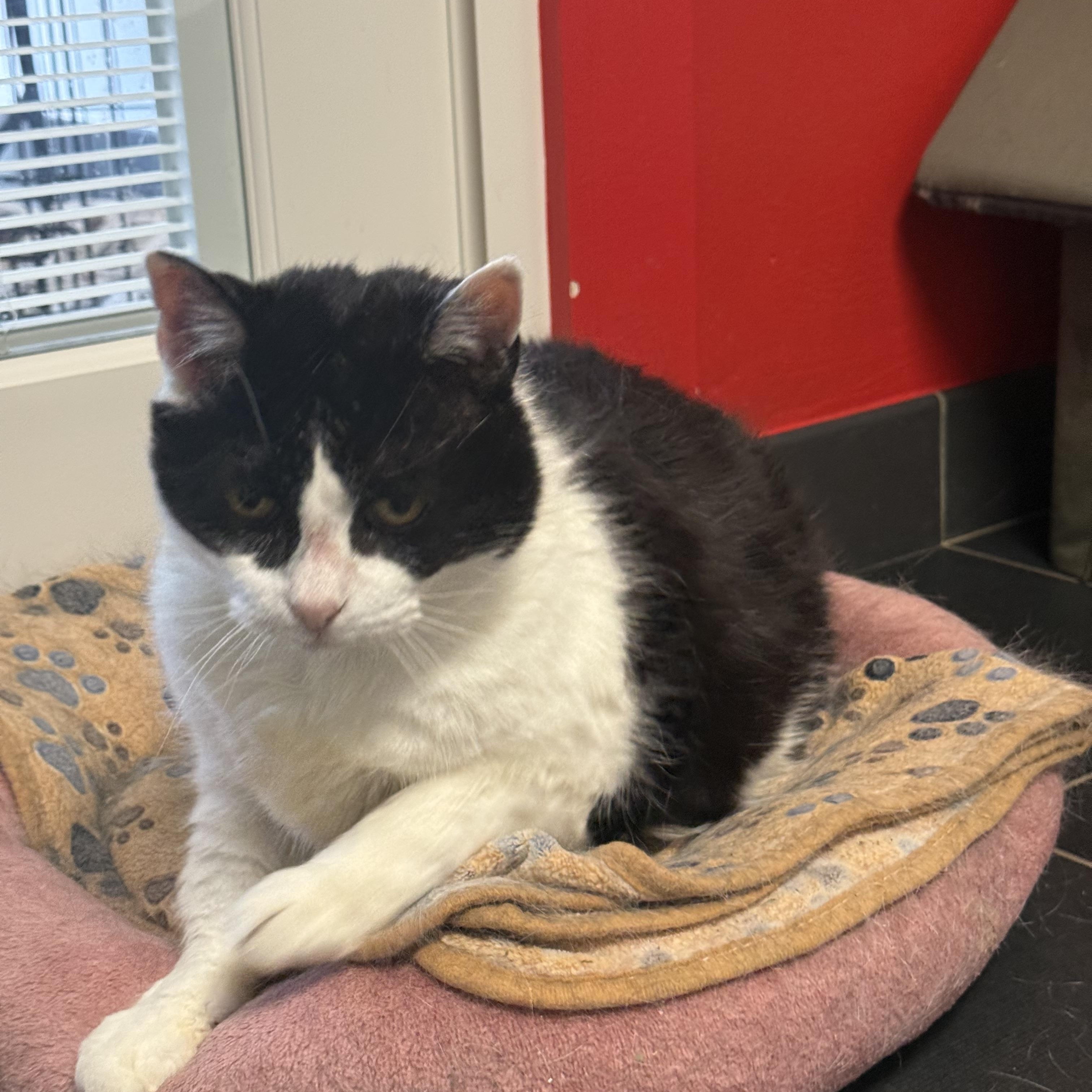 Pepper, a ADOPTABLE Domestic Short Hair in North Haven, CT image 5/5