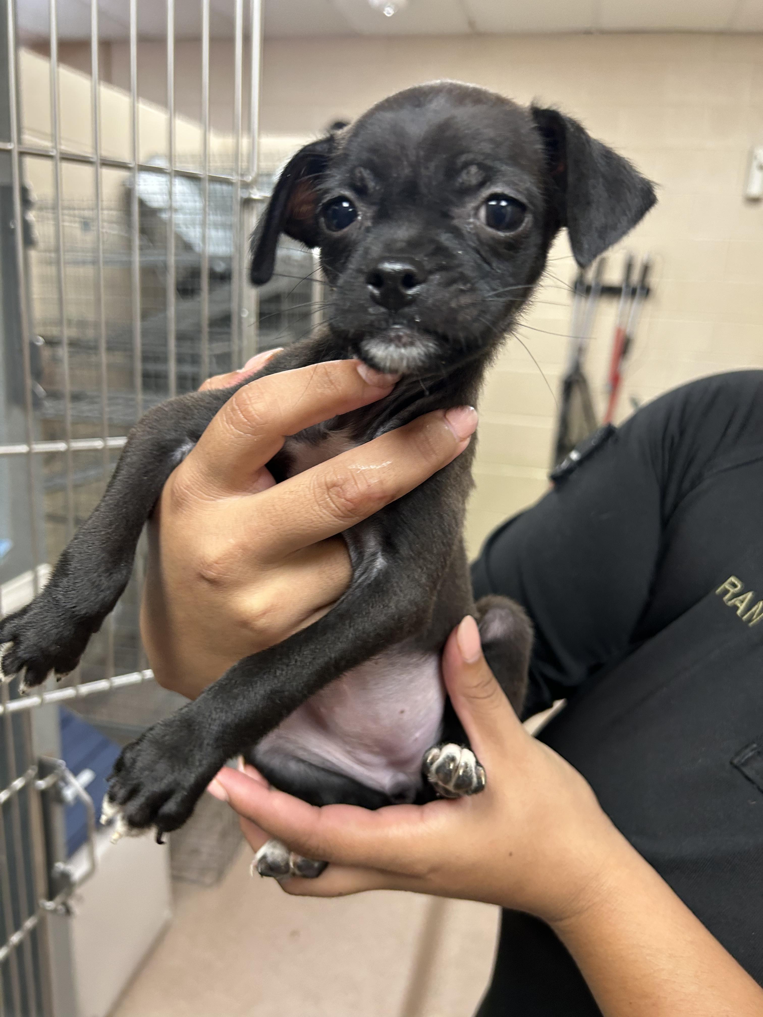 Jeanette, ADOPTABLE, Puppy Female Pug.