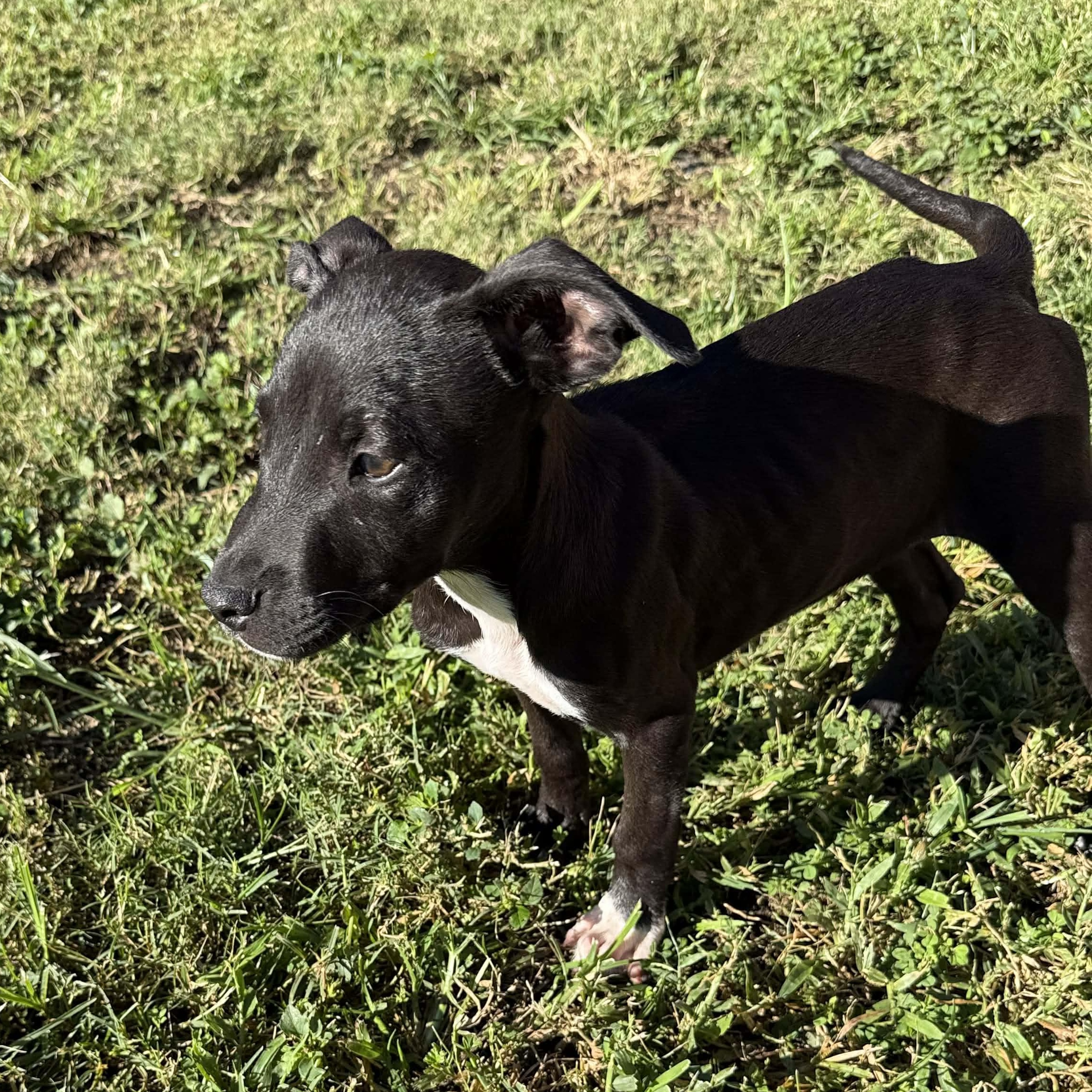 Enlarge Onyx, a ADOPTABLE mixed breed in ISABELA, PR image 4/6